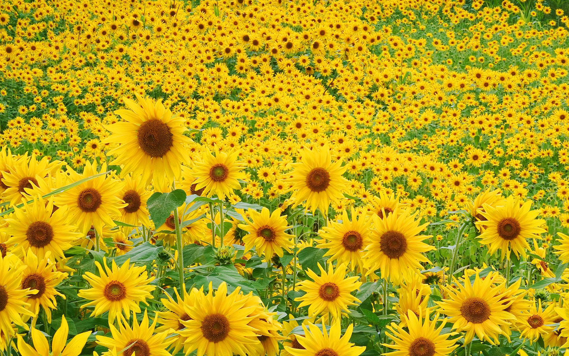 Sunflower Field wallpaperx1200