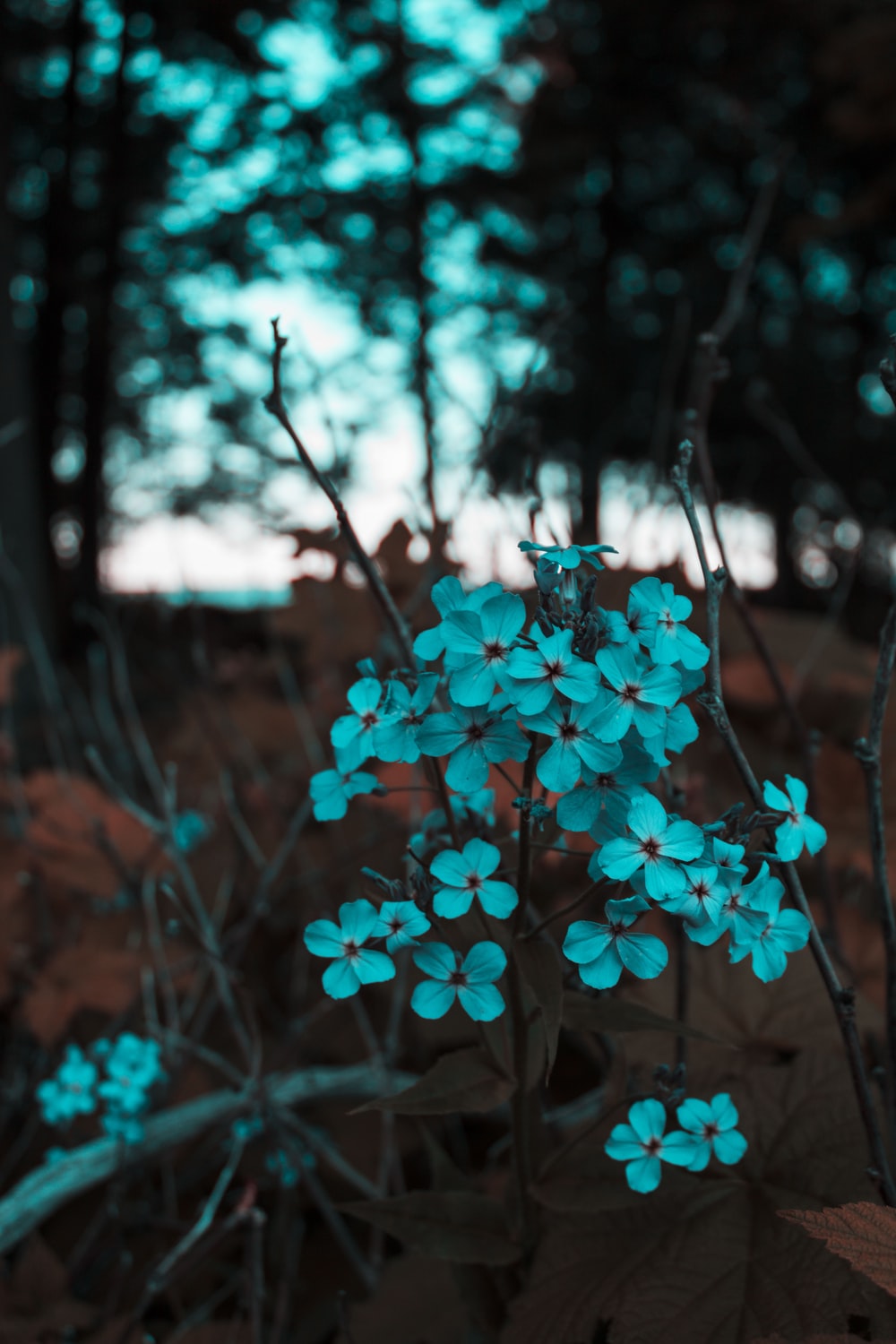 Blue Flowers Picture [HQ]. Download Free Image