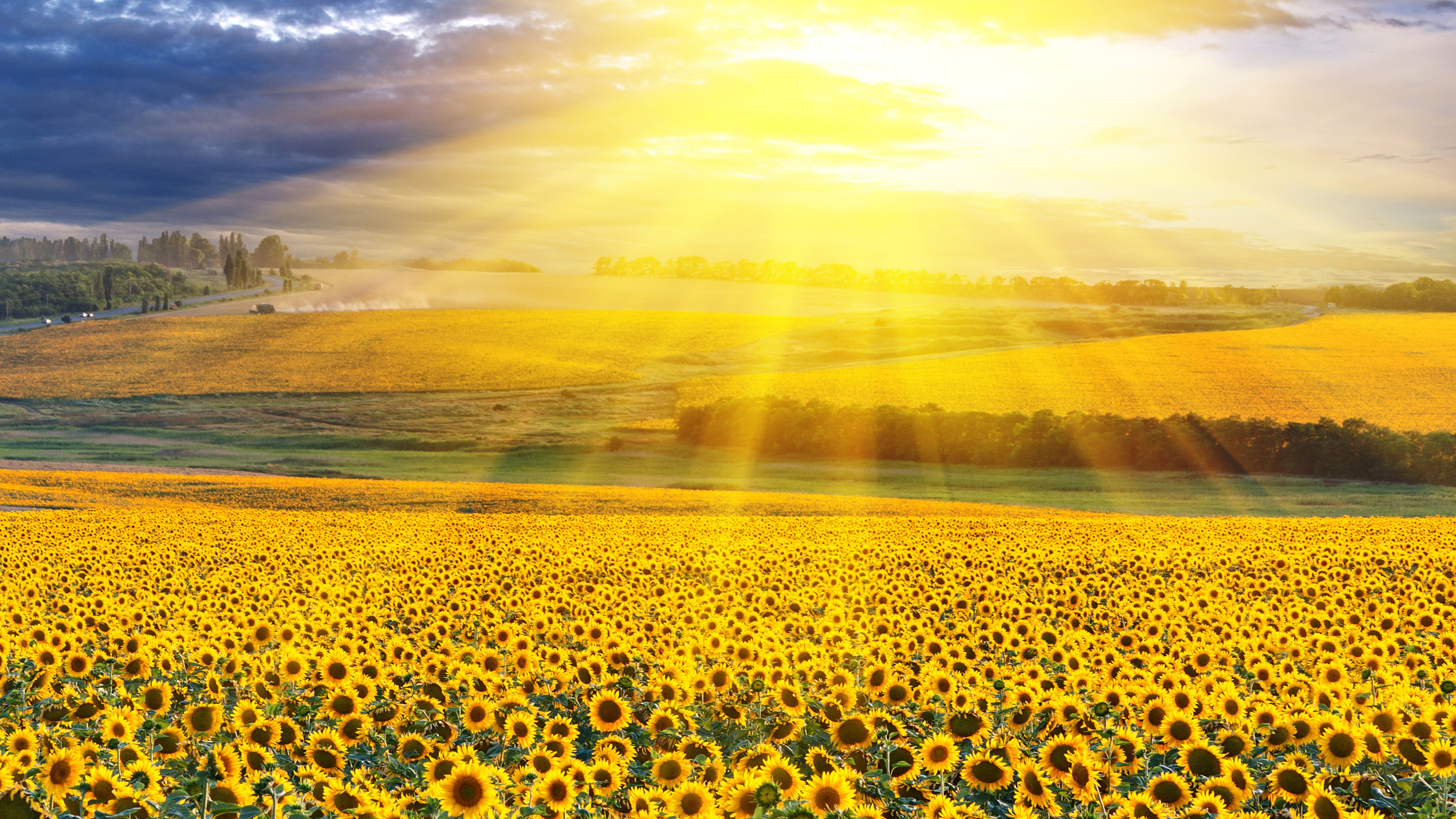 Yellow Sunflowers Field With Background Of Yellow Sunbeam 4K HD Flowers Wallpaper