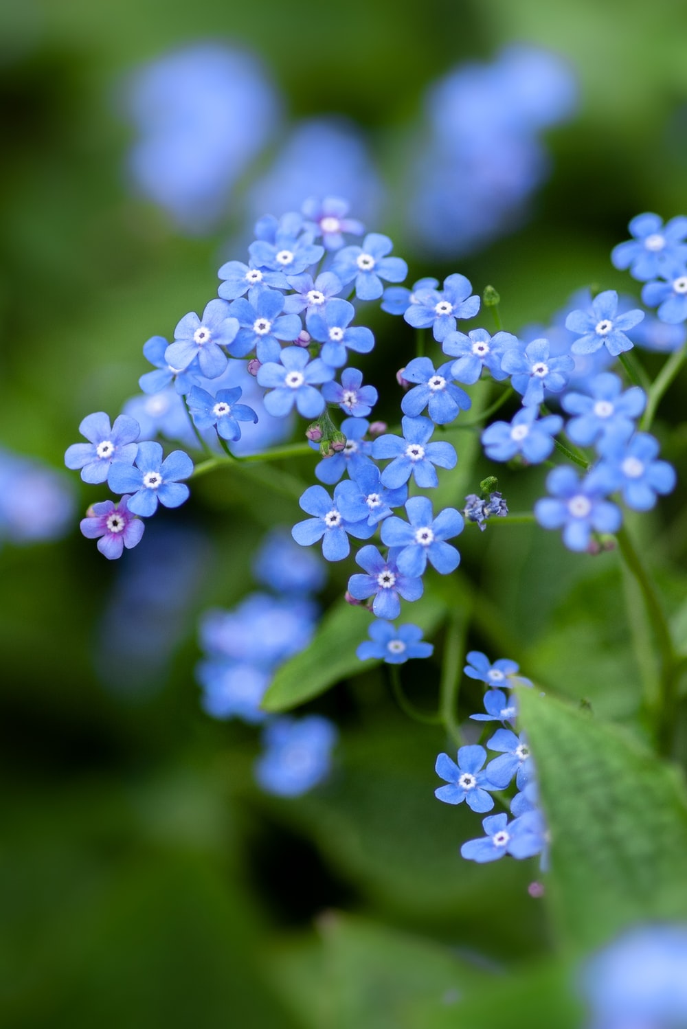 Blue Flowers Picture [HQ]. Download Free Image