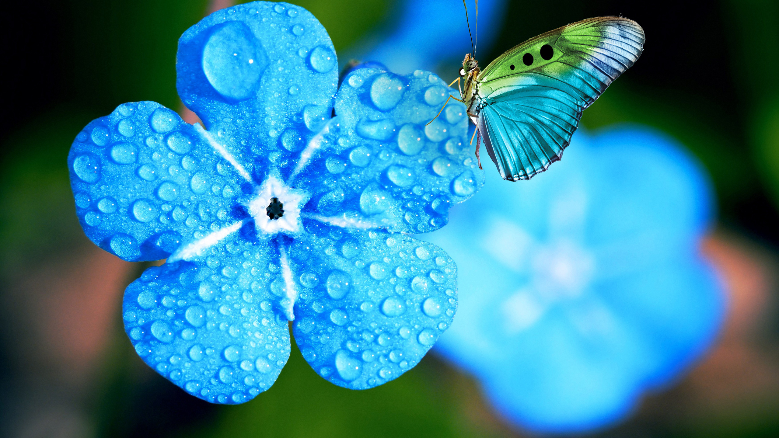 Blue Green Black Dot Butterfly On Blue Water Drops Flower HD Butterfly Wallpaper
