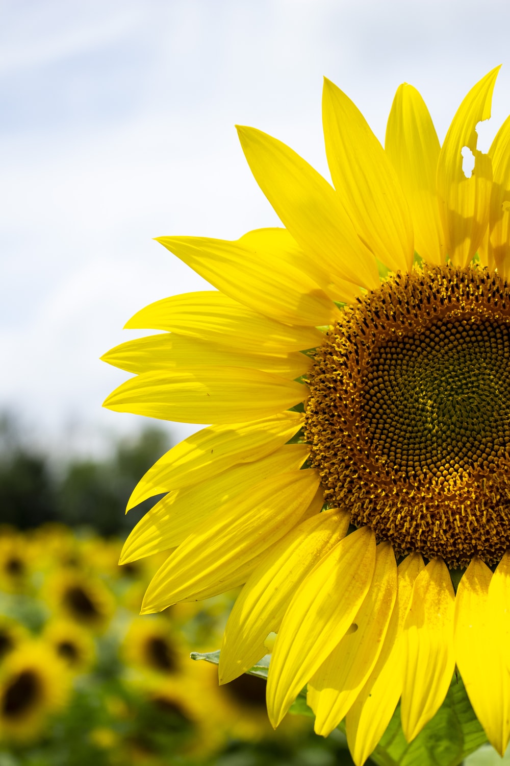 Sunflower Wallpaper: Free HD Download [HQ]