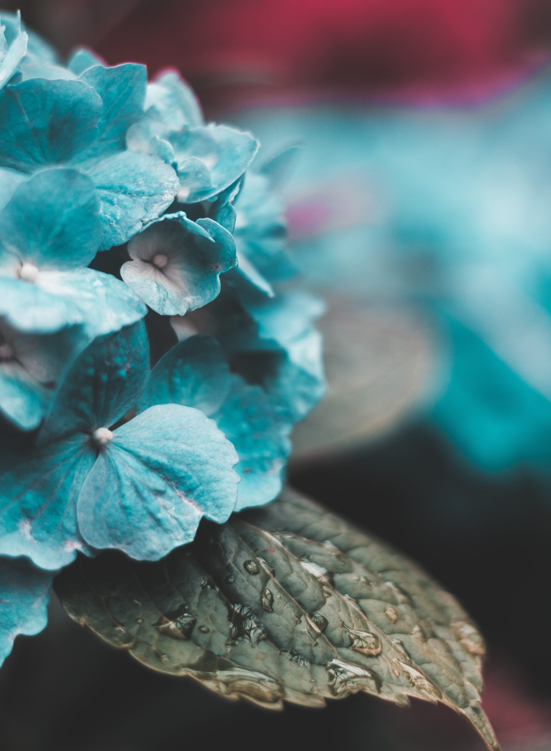 Wallpaper blue flowers • Wallpaper For You HD Wallpaper For Desktop & Mobile