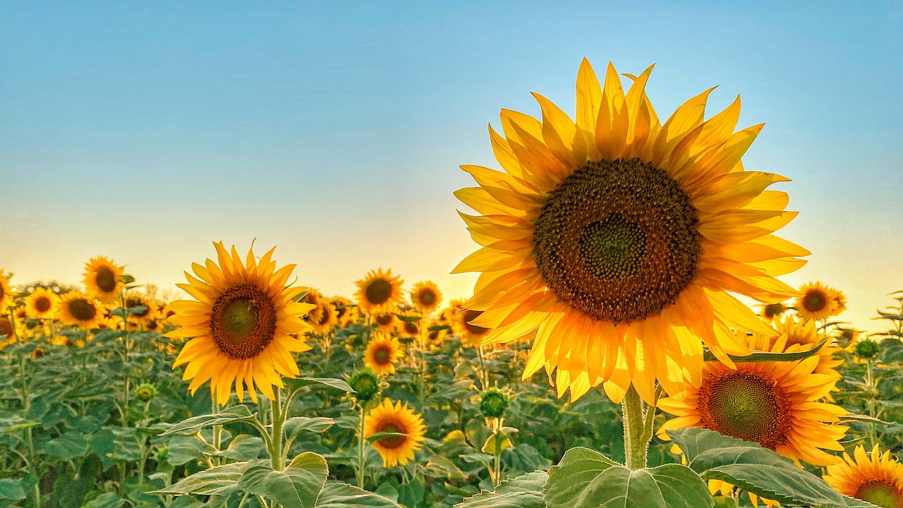 Sunflowers Flowers Field Yellow
