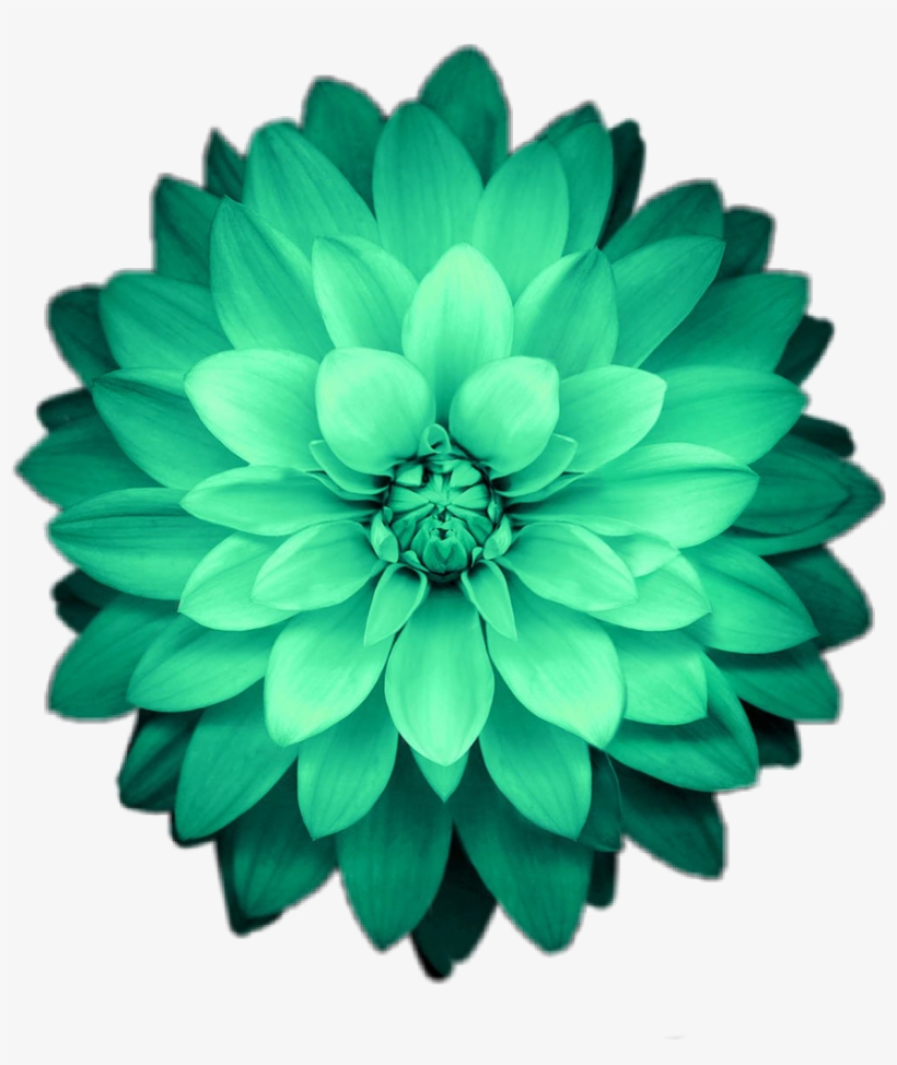 Flower Flowers Green Emeraldgreen iPhone X Wallpaper 4k Transparent PNG Download on NicePNG