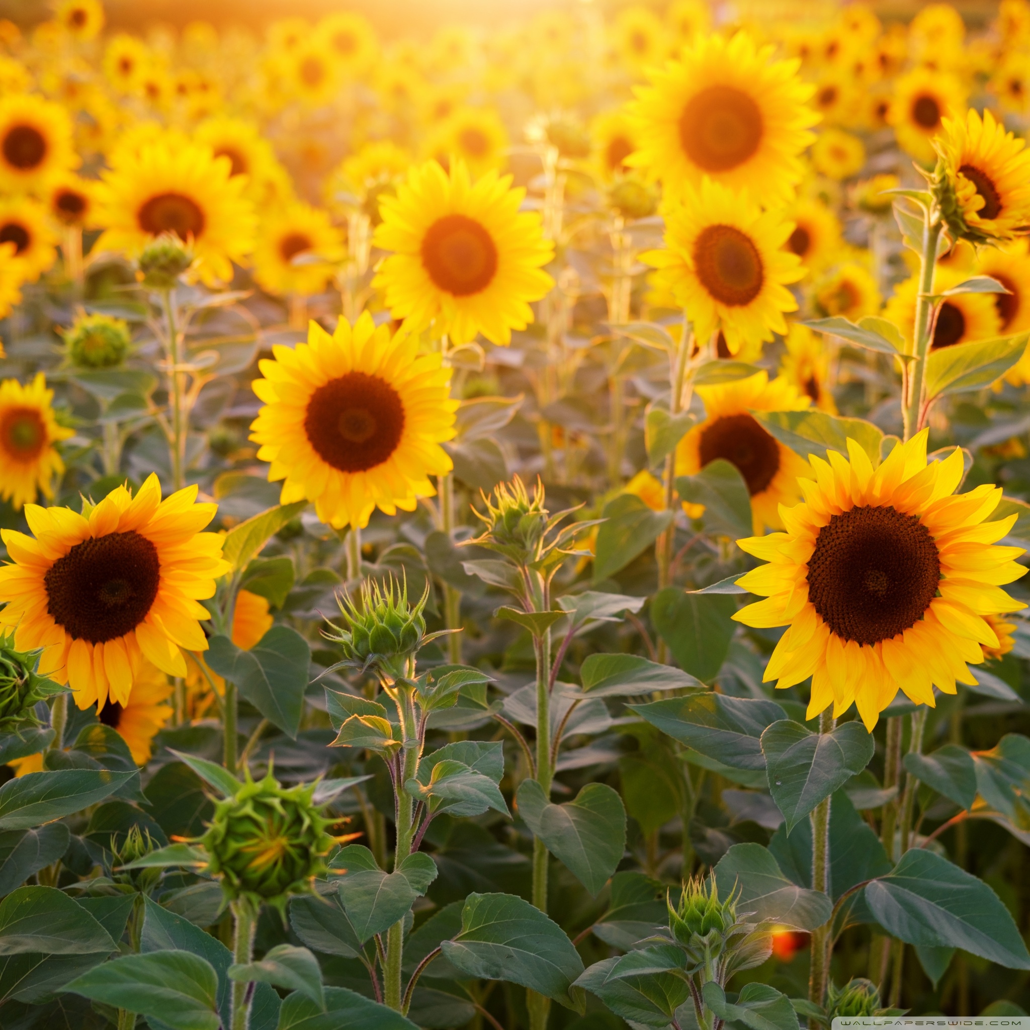Sunflowers Field, Summer Ultra HD Desktop Background Wallpaper for: Multi Display, Dual Monitor, Tablet