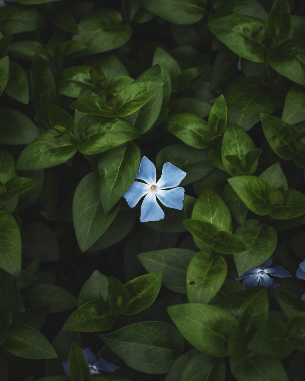 Blue Leaves Picture. Download Free Image