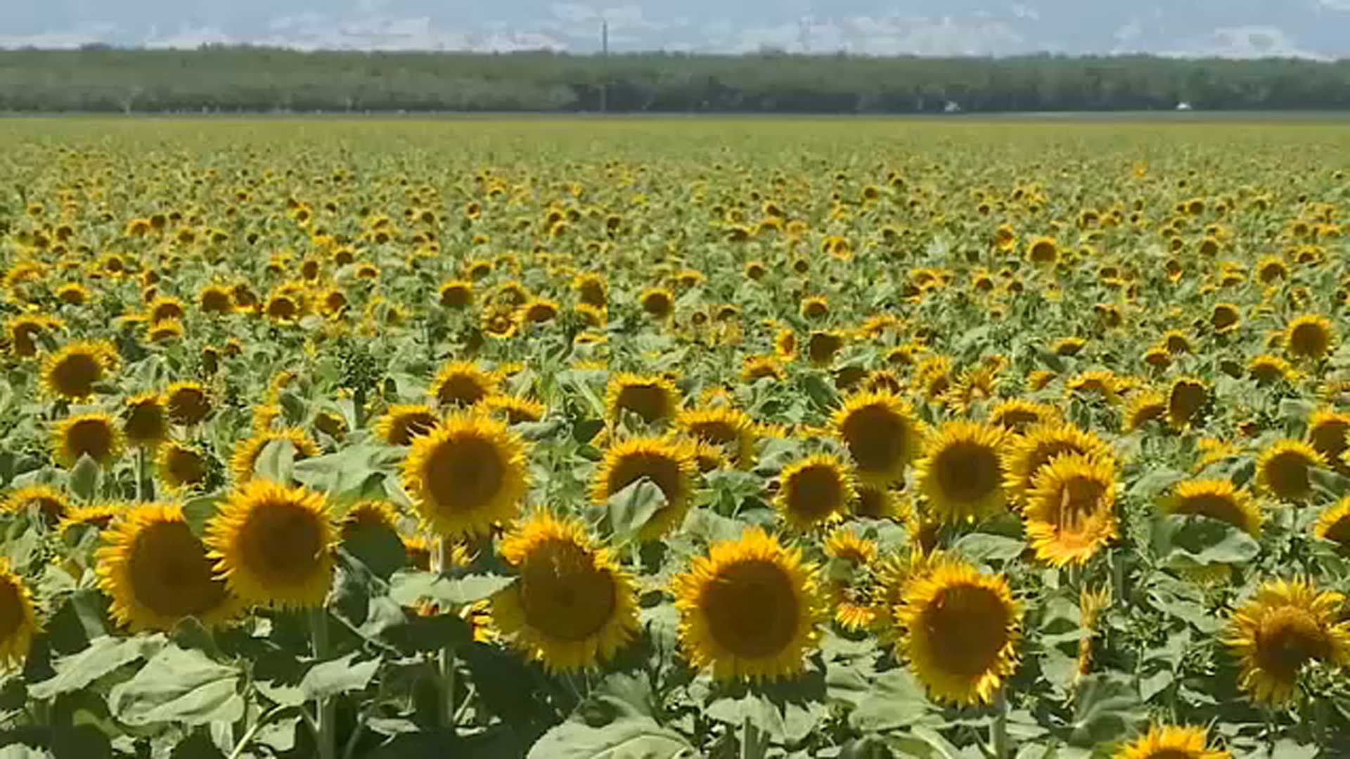 Sunflower Seeking Instagrammers Destroying Crops Los Angeles