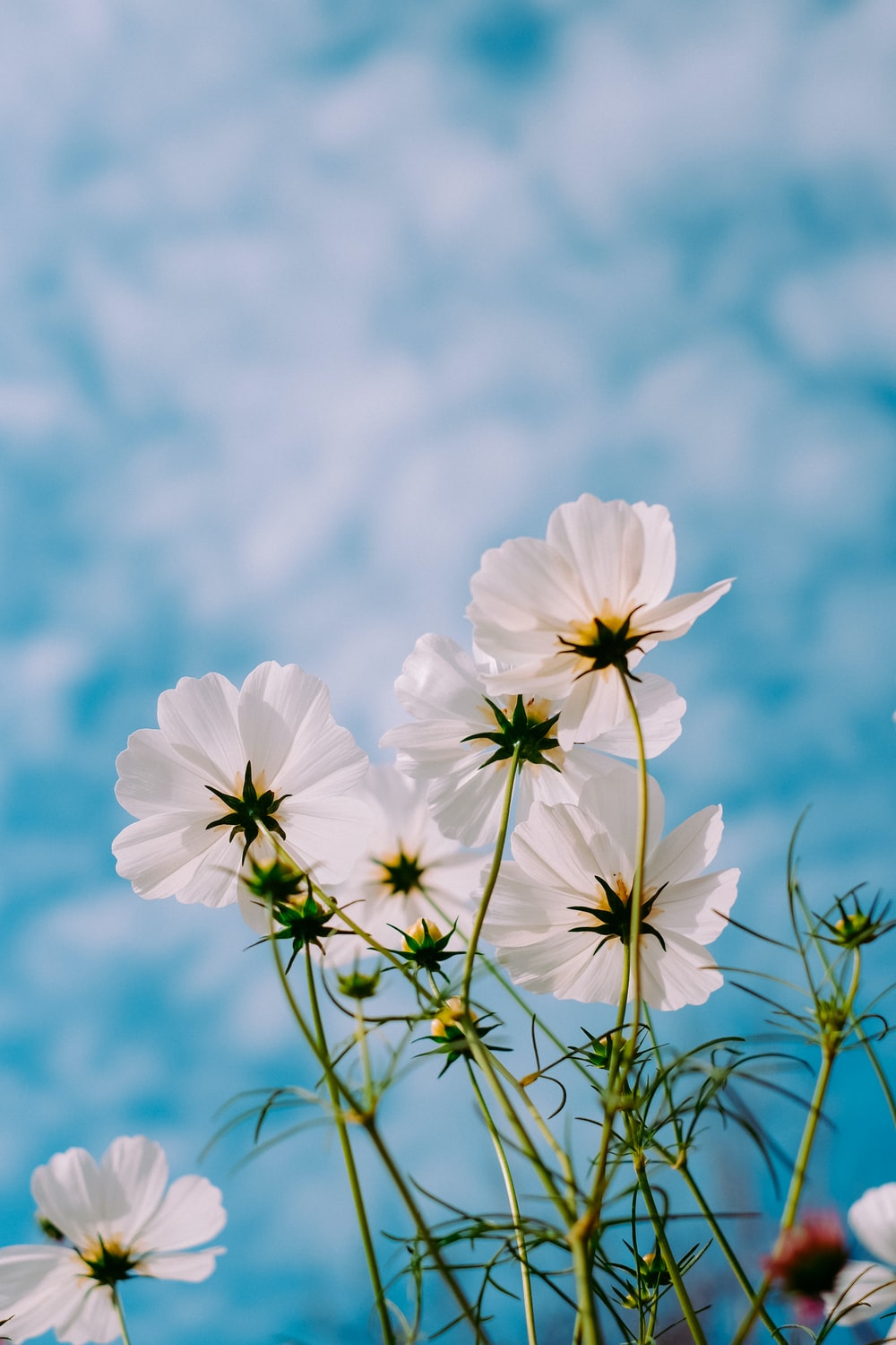 Blue Flower Picture [HD]. Download Free Image