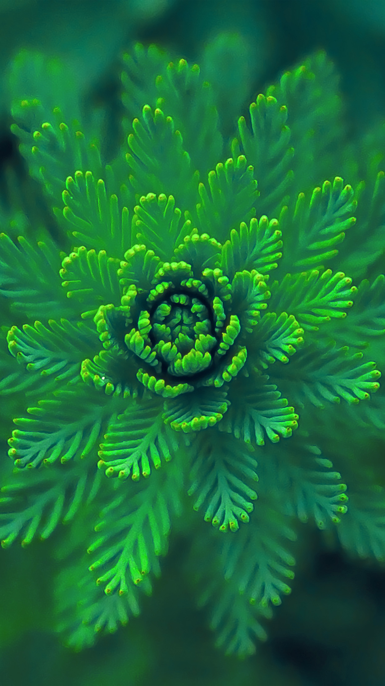 iPhone X wallpaper. flower green leaf nature blue