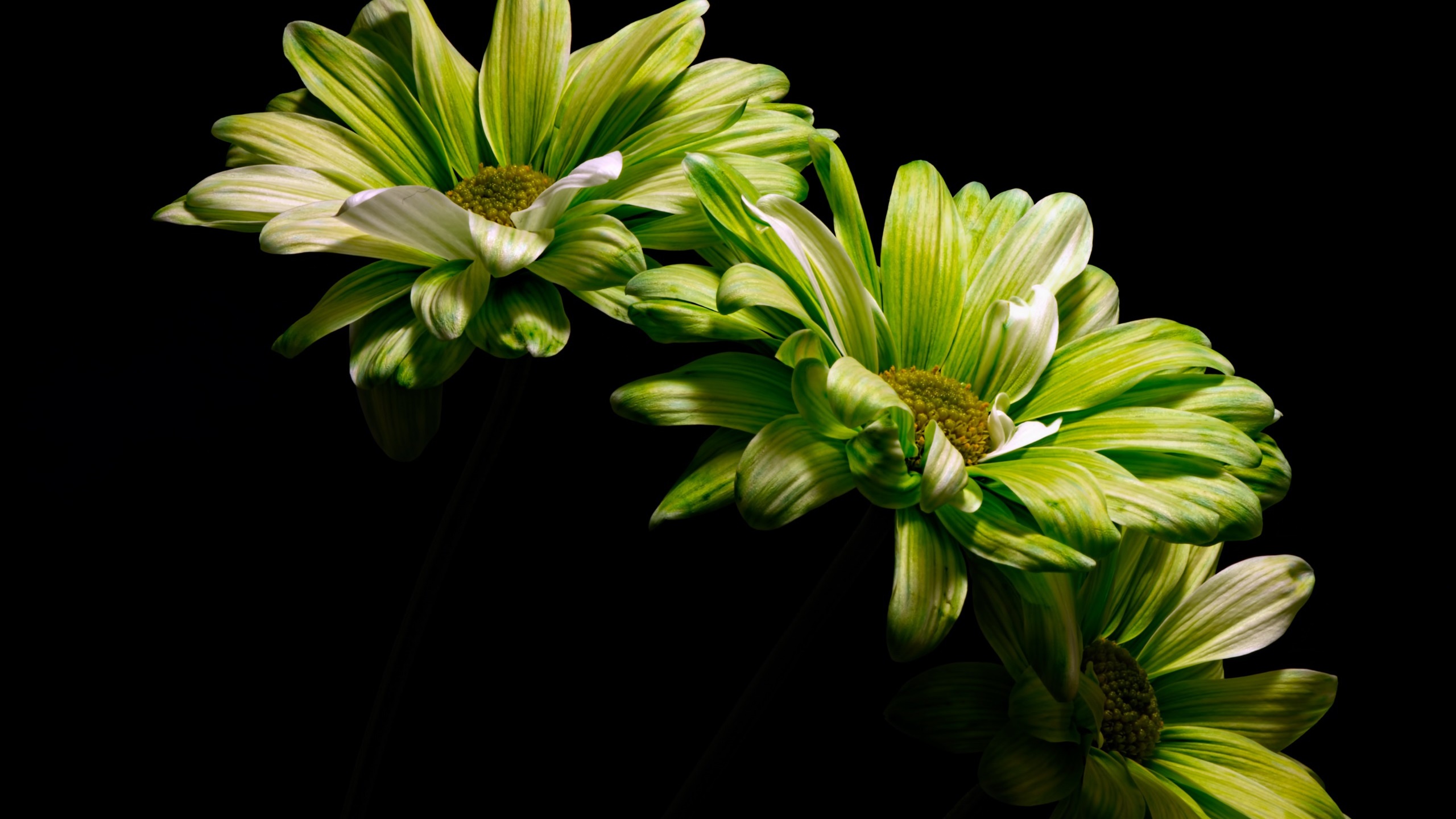 Wallpaper Green flowers, black background 2560x1600 HD Picture, Image