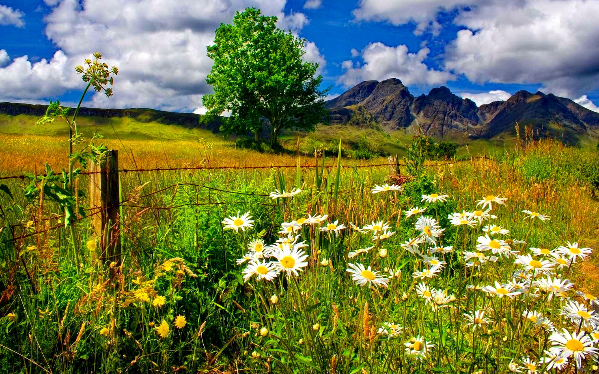 Spring Landscape, Chamomile Flowers And Green Grass, Mountains, Blue Sky And White Cloud Beautiful HD Wallpaper, Wallpaper13.com
