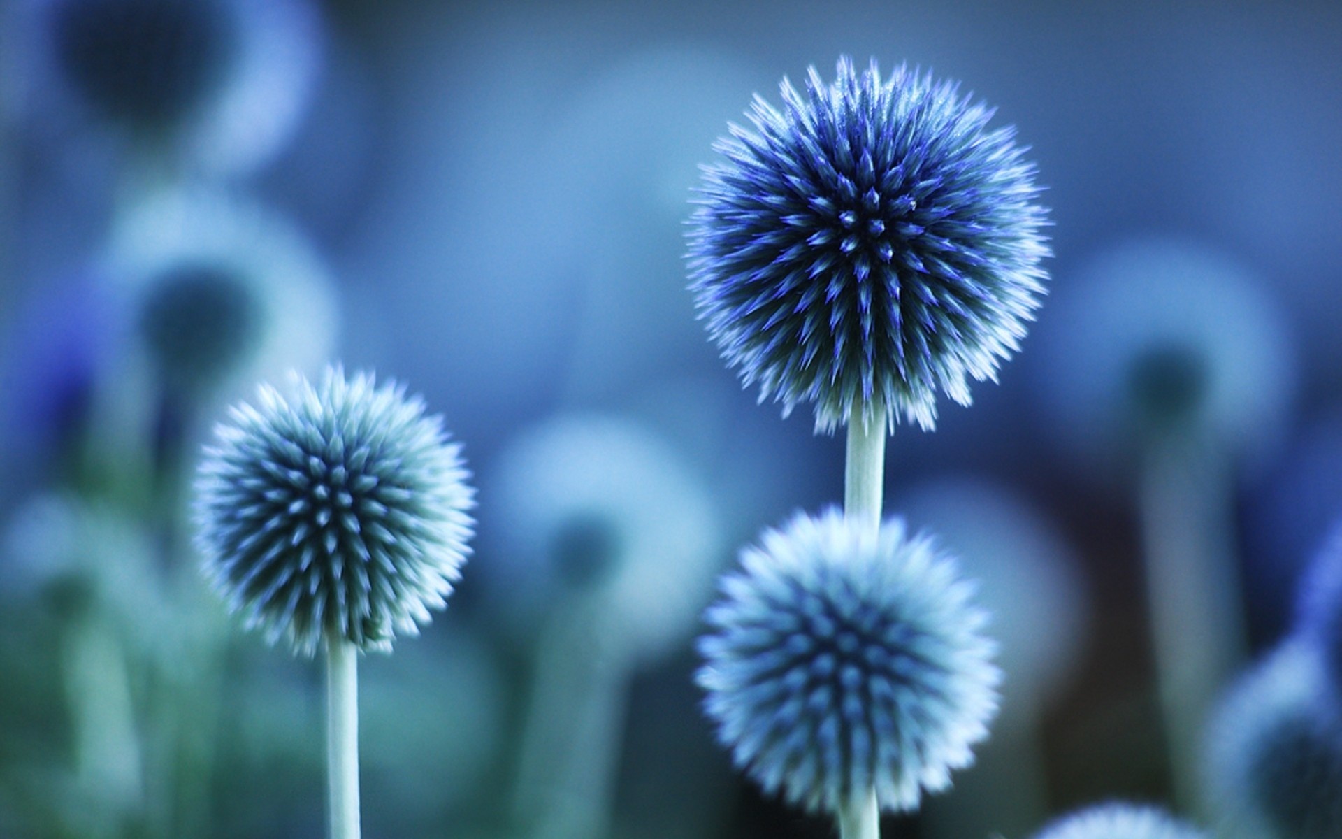 Blue Flowers Desktop Wallpaper