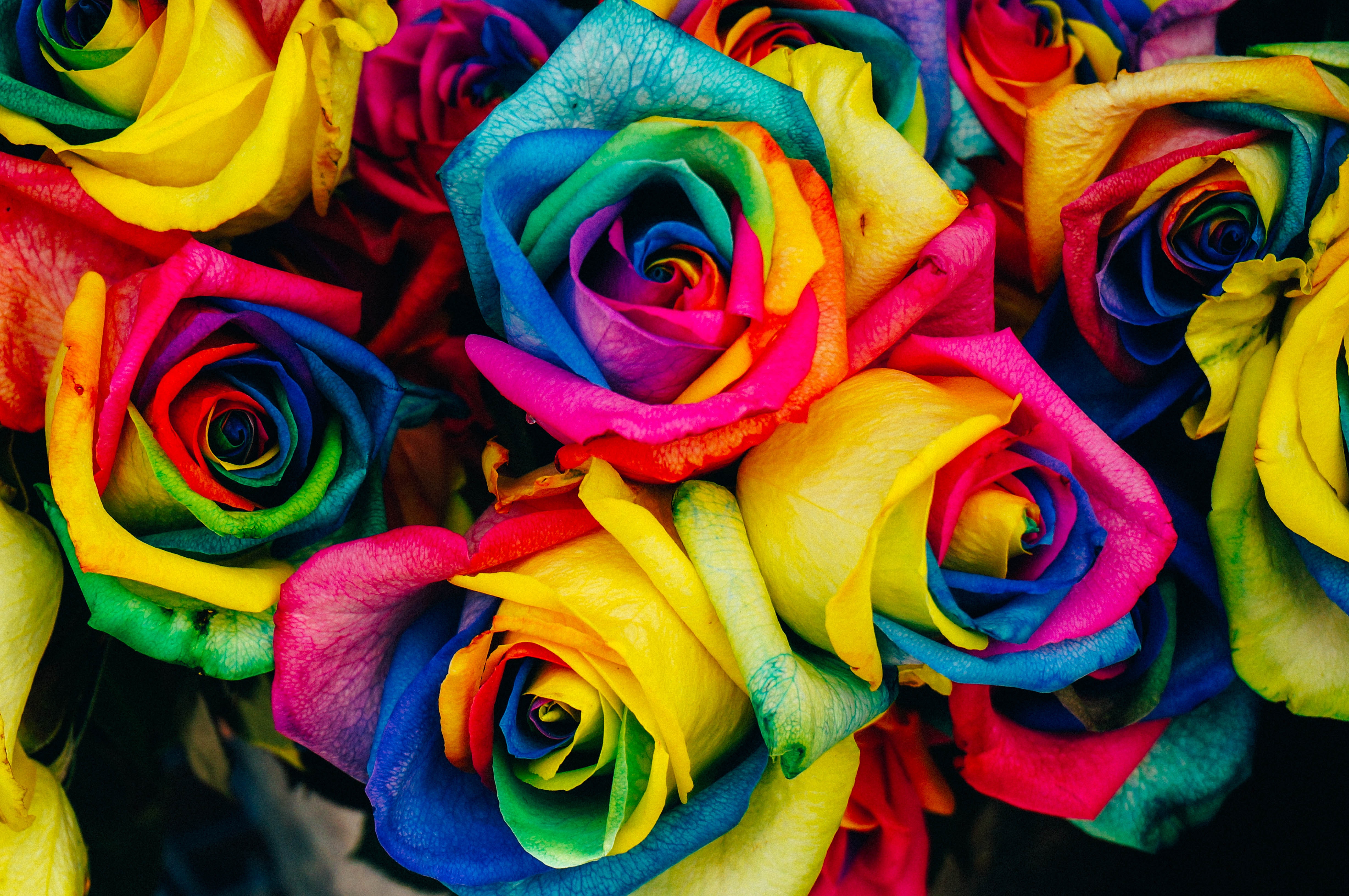 4912x3264 #frame, #Free , #flower wallpaper, #pink, #textured, #flower, #rough, #colorful, #art, #flower background, #rainbow, # paint, #rose, #wallpaper, #dirty, #color, #drawing, #floral background, #watercolor, #nature, #dyed
