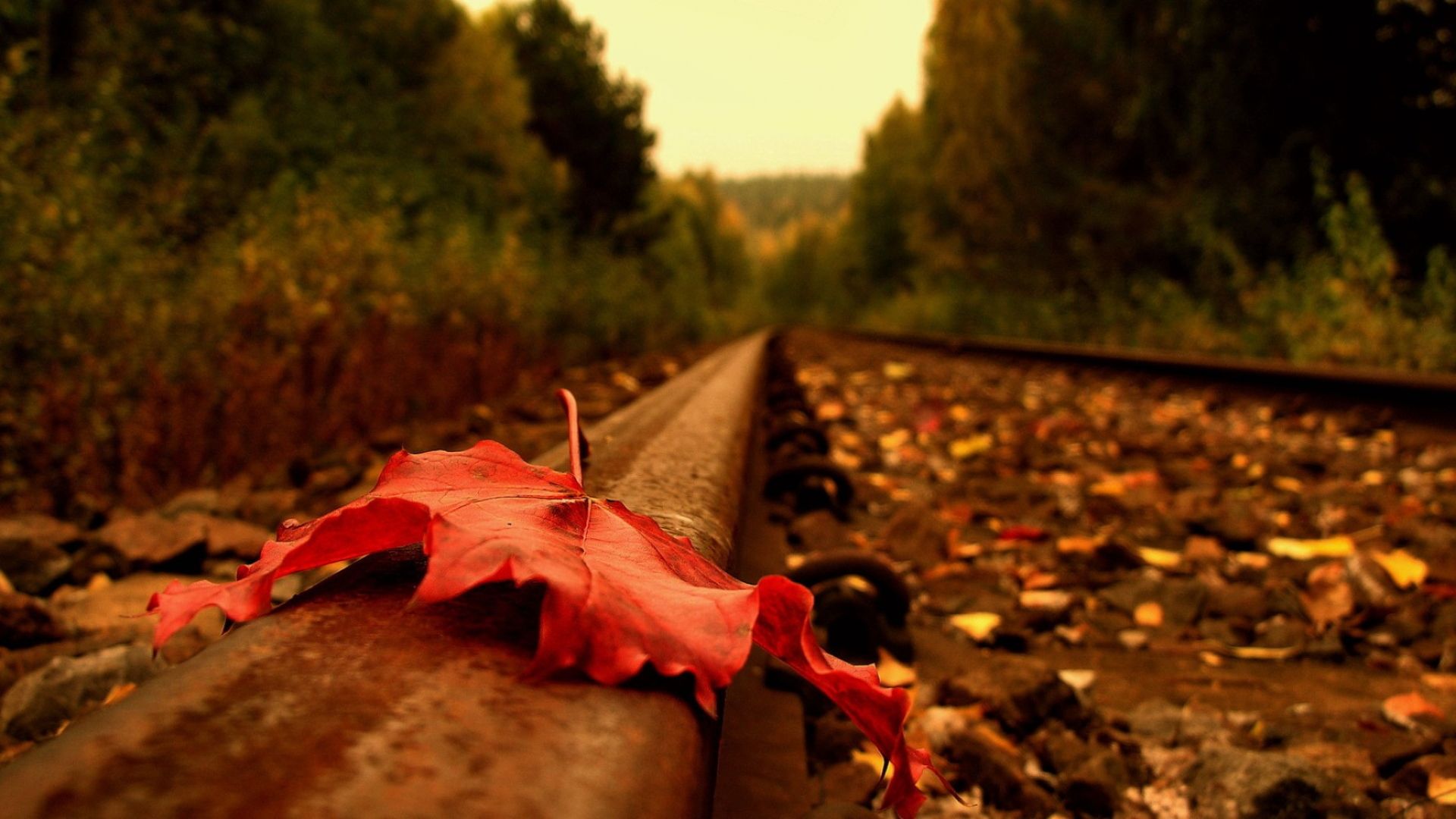 Autumn Train 1920x1080 Wallpapers - Wallpaper Cave