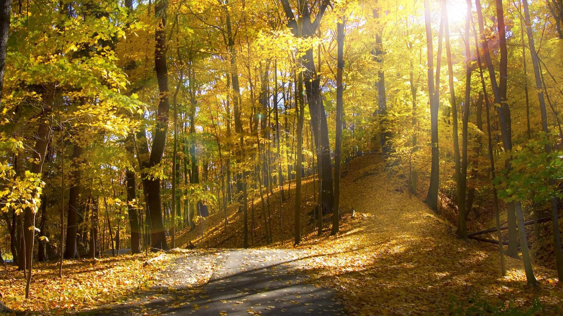 Sunlight Autumn Trees sunrise leaves leaf road roads path trail wallpaperx1080