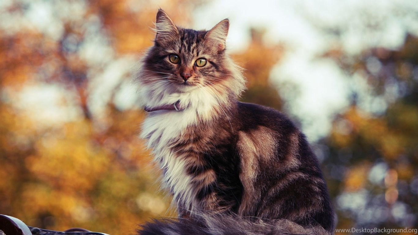 Siberian Cat Outdoors In Autumn Wallpaper And Image Wallpaper. Desktop Background