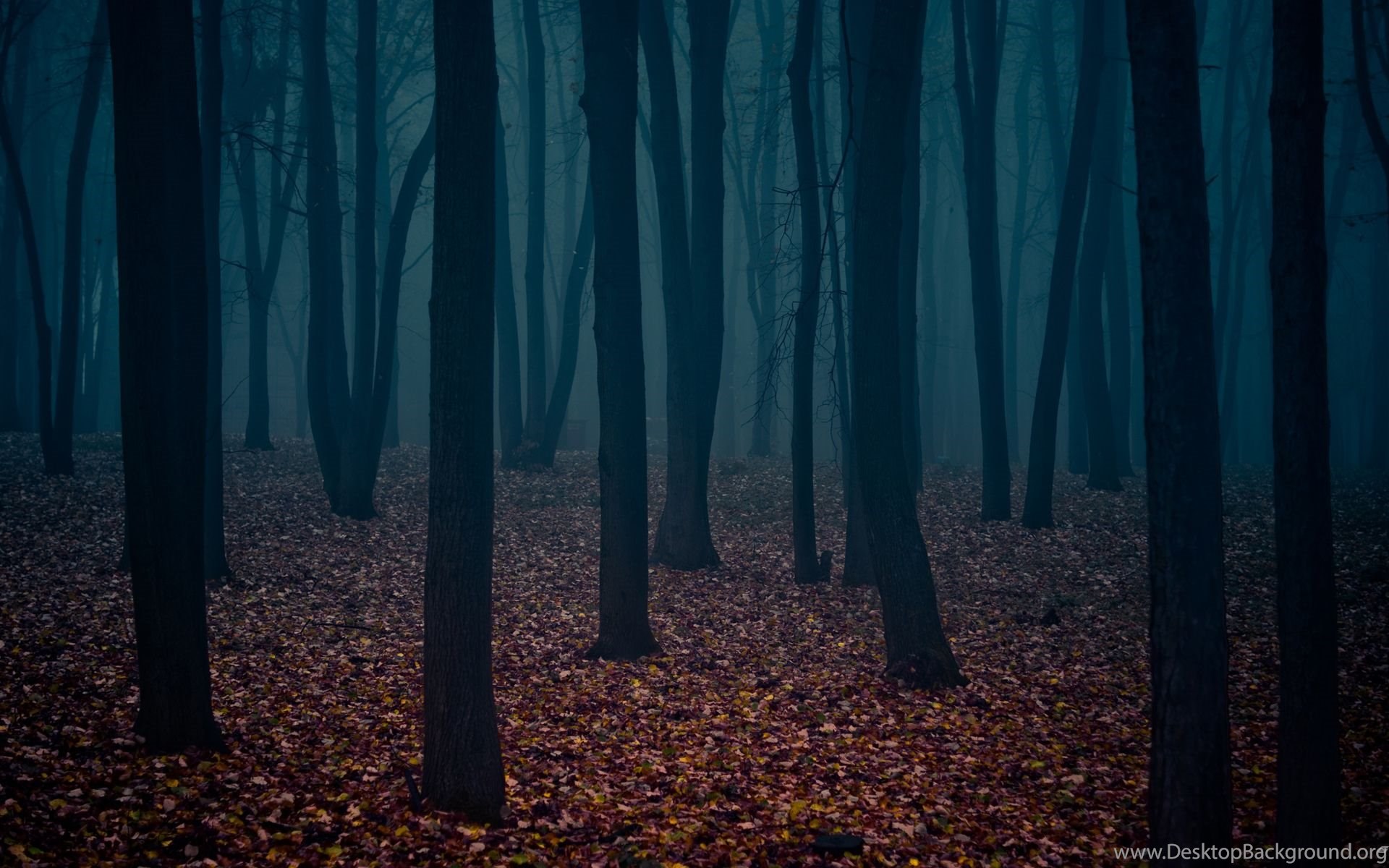 Dark Fall Fog Forest Leaves Trees HD Wallpaper Desktop Background
