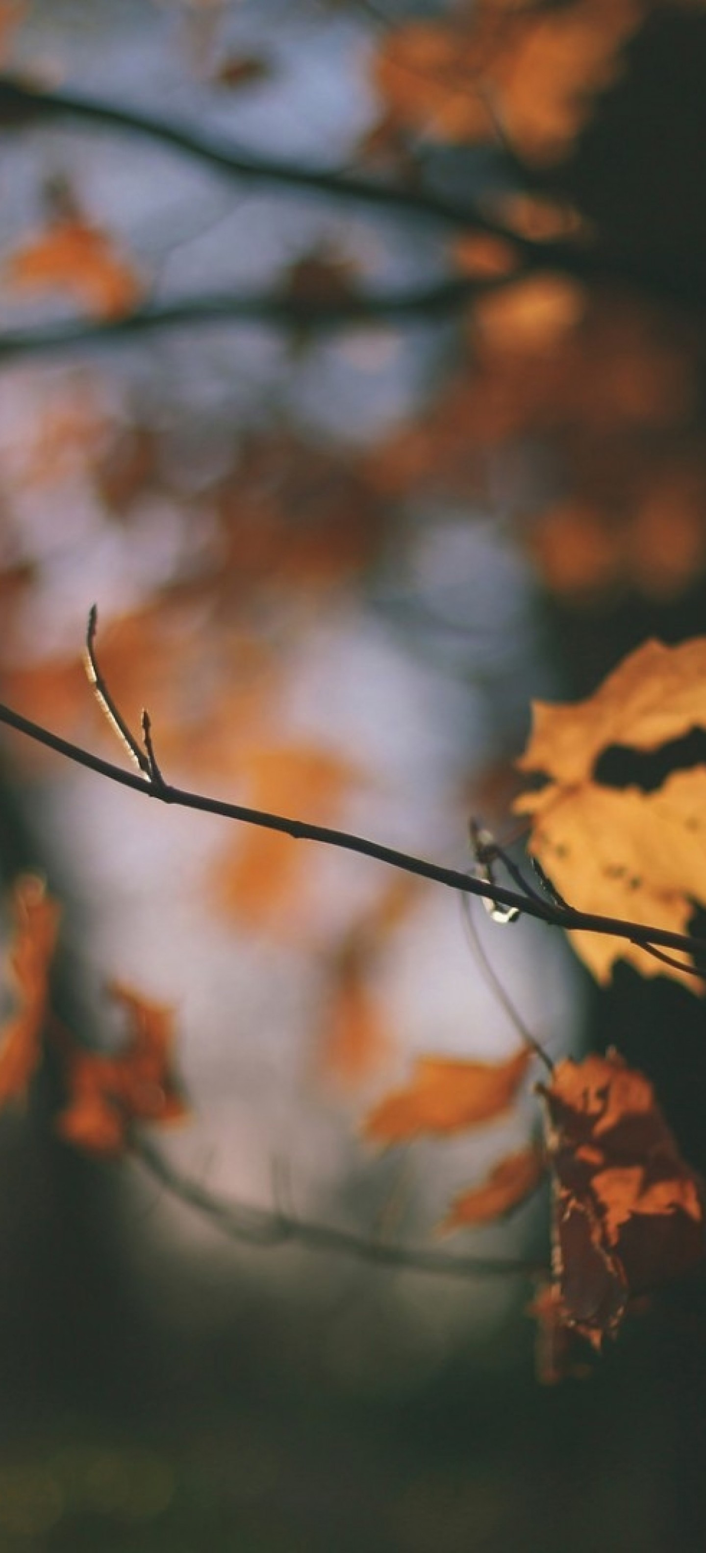Download 1440x3168 Autumn Leaves, Tree, Blurry, Photography, Fall, Outdoors Wallpaper for OnePlus 8 Pro, Oppo Find X2