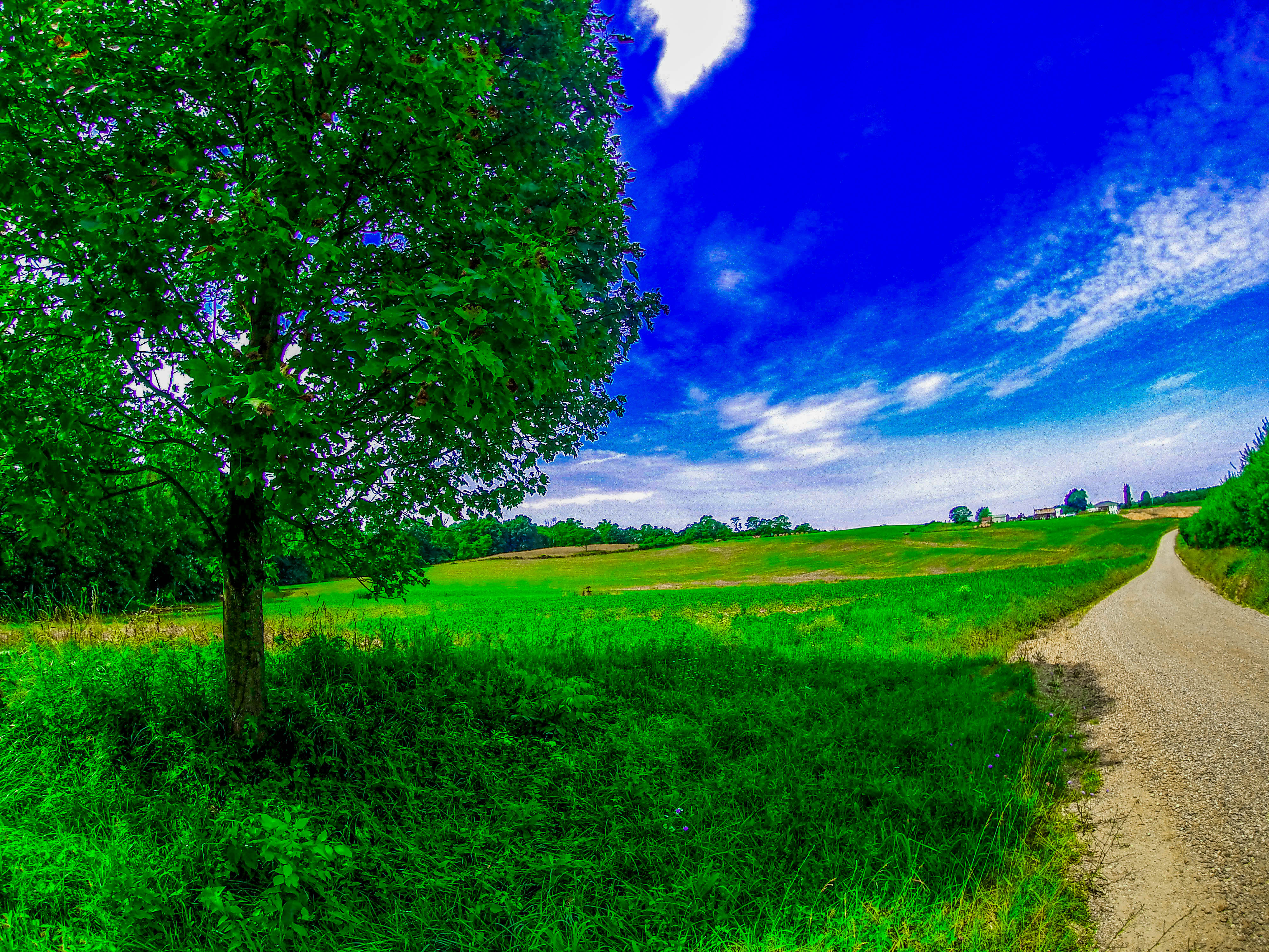 Wallpaper, sky, grassland, green, nature, field, meadow, vegetation, ecosystem, tree, prairie, cloud, pasture, rural area, leaf, daytime, landscape, grass family, sunlight, biome, crop, agriculture, lawn, plain, farm, hill, computer wallpaper, mount
