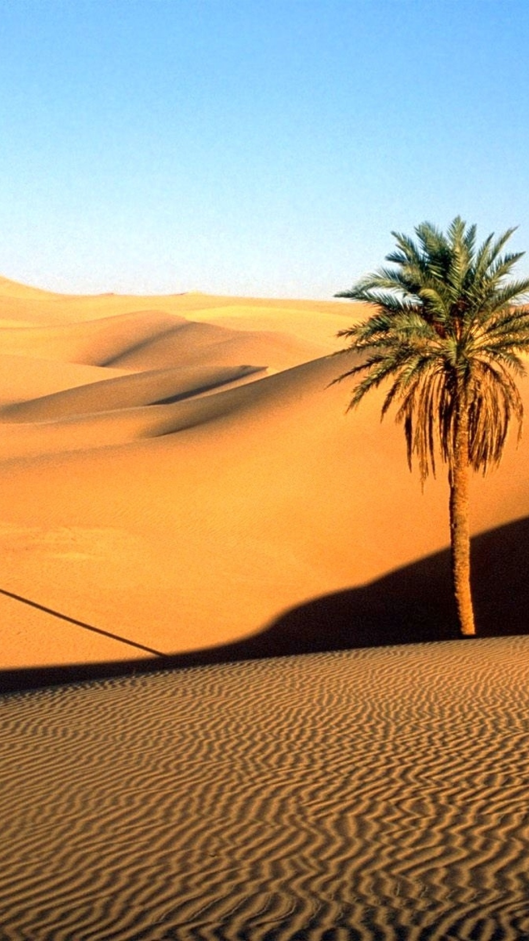 Sahara Desert Palm Tree