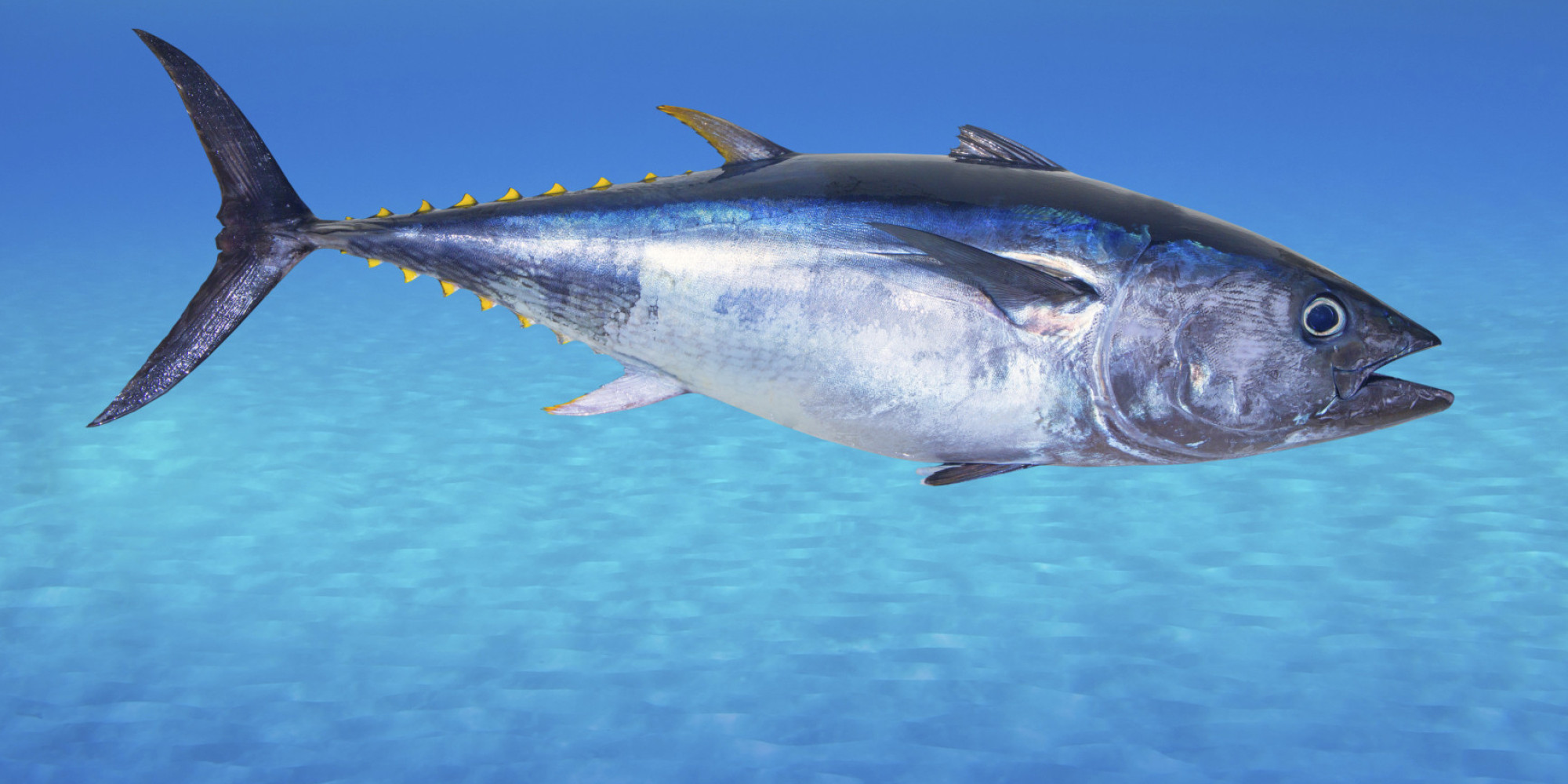 Tuna wallpaper, Animal, HQ Tuna pictureK Wallpaper 2019