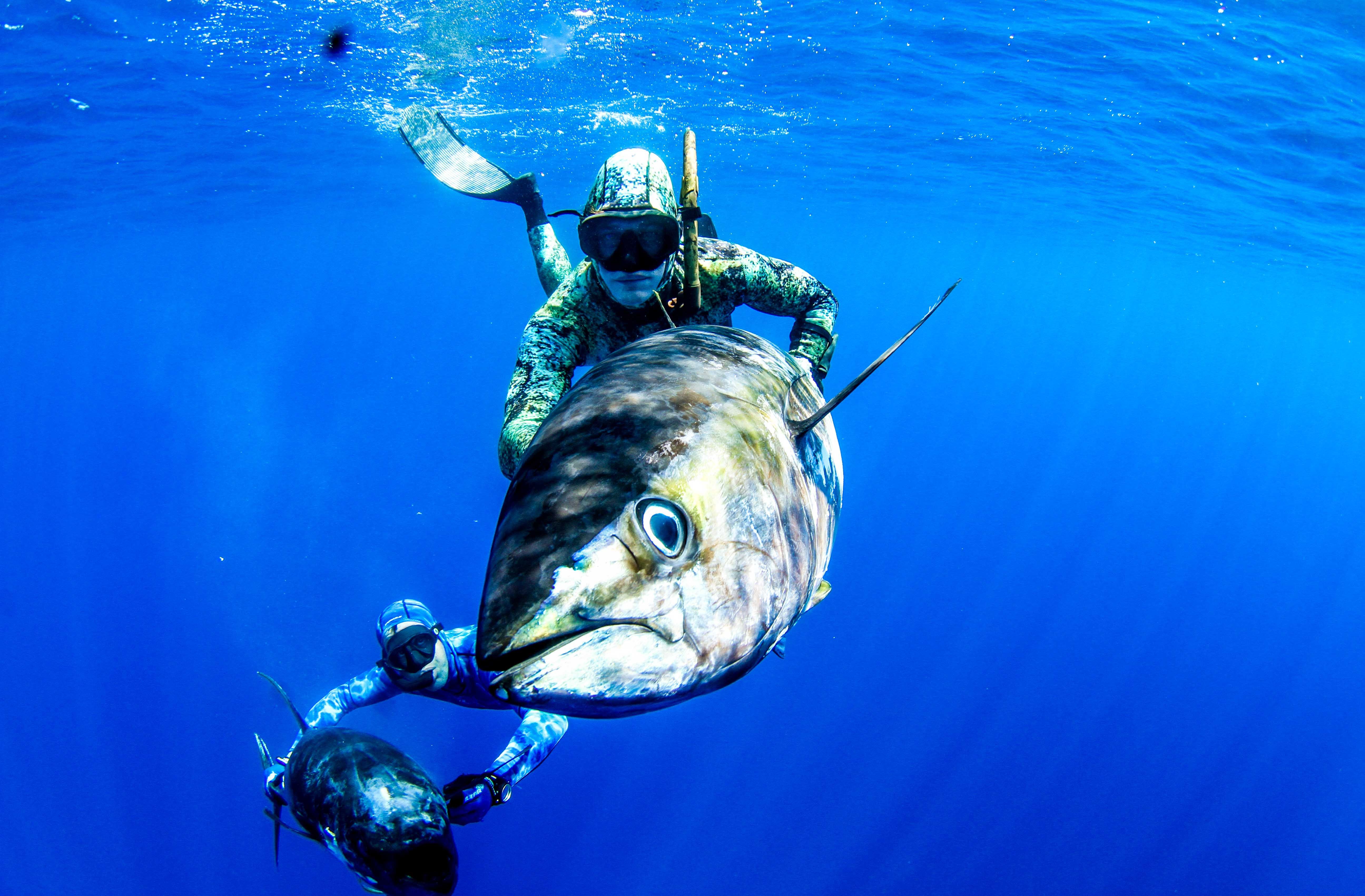 Tuna Wallpaper. Spearfishing, Bluefin tuna fishing, Underwater fish