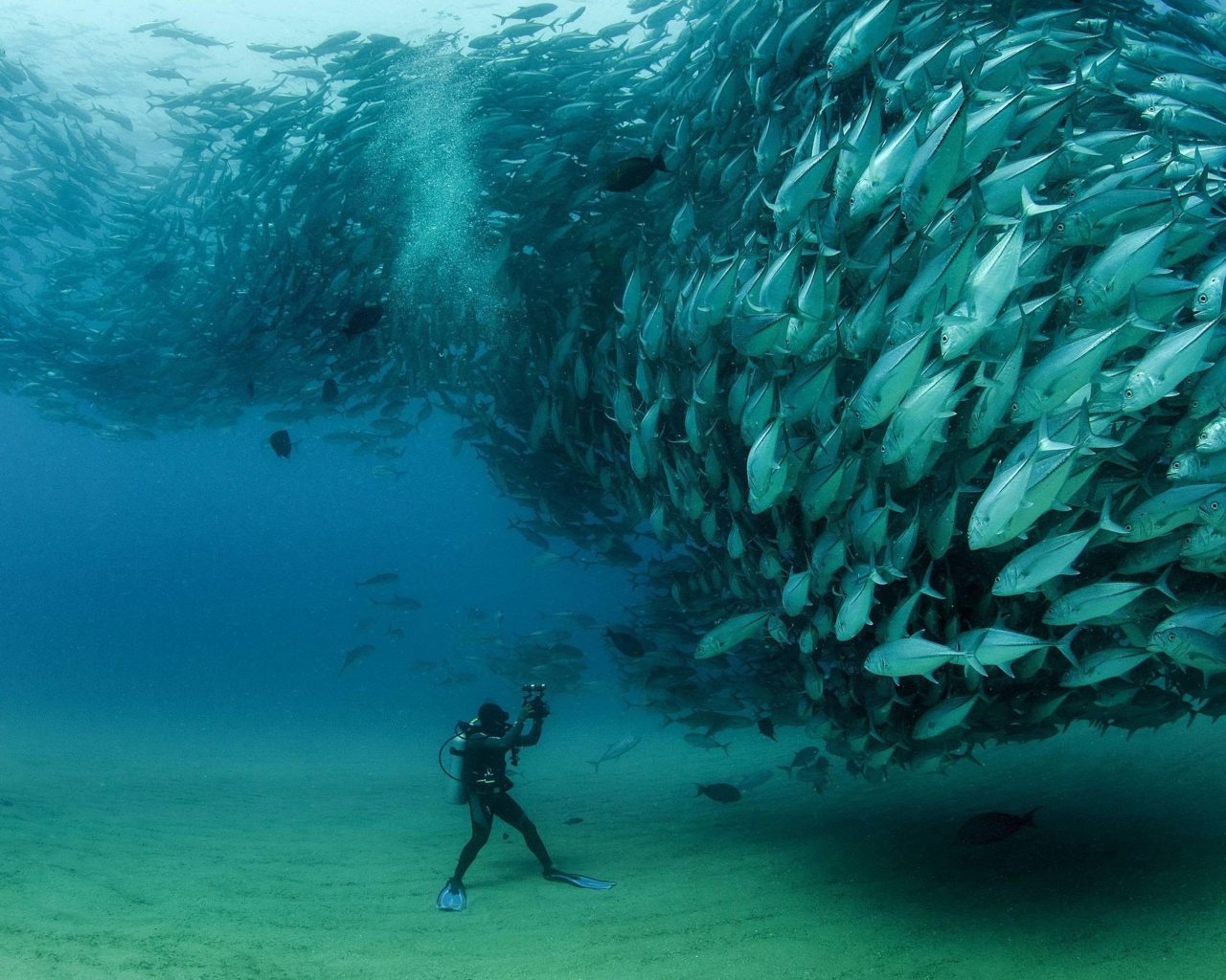 Underwater World, Flock Of Fish Tuna (thunnus Thynnus) Desktop Wallpaper HD Resolution, Wallpaper13.com