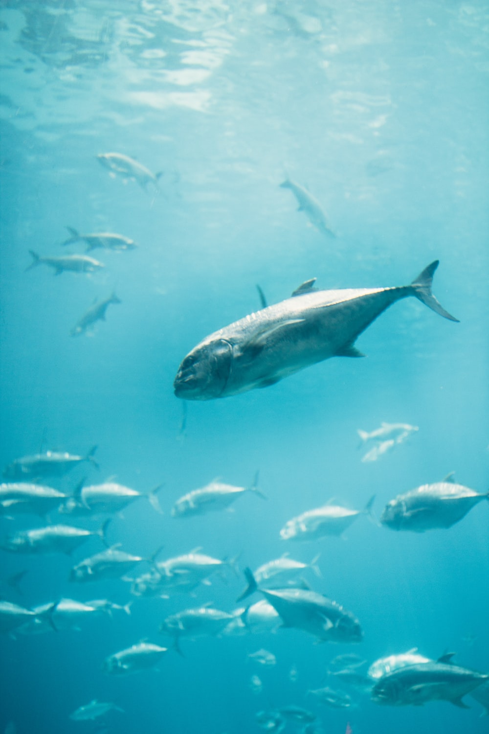 Tuna Fish Picture. Download Free Image