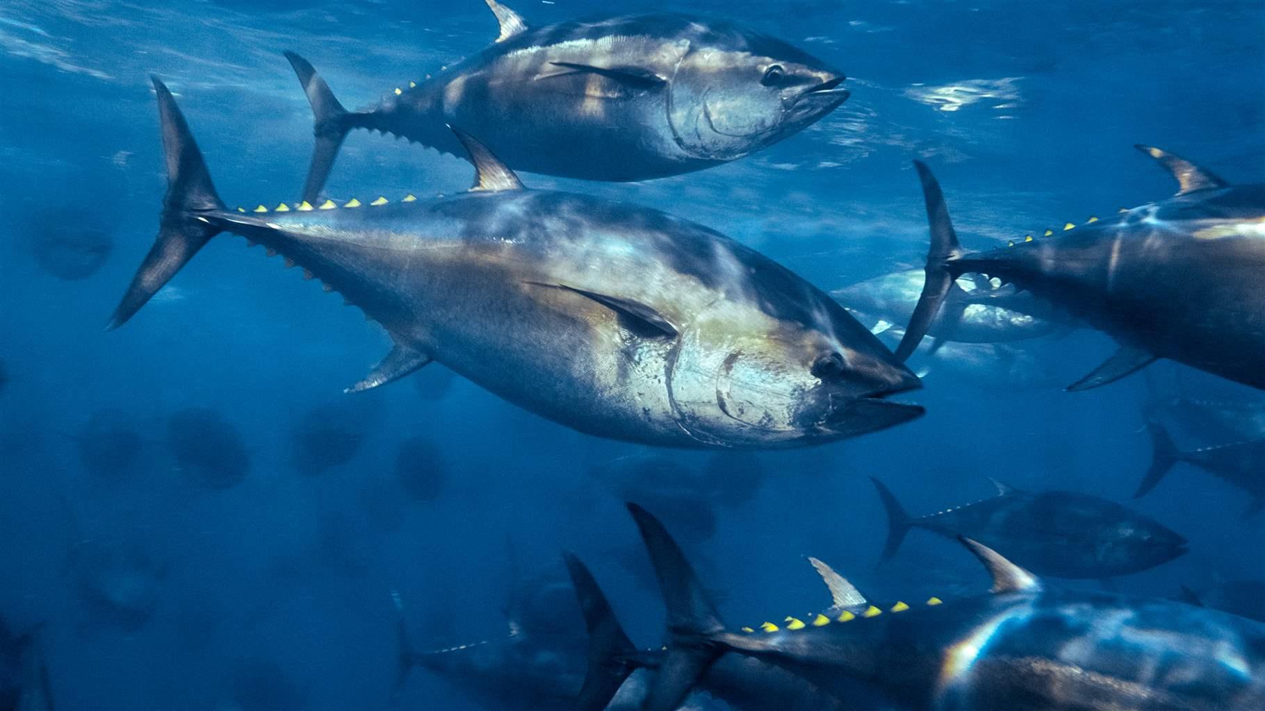 Pacific Fisheries Managers Must Improve Sustainability and Stem Illegal Fishing. The Pew Charitable Trusts