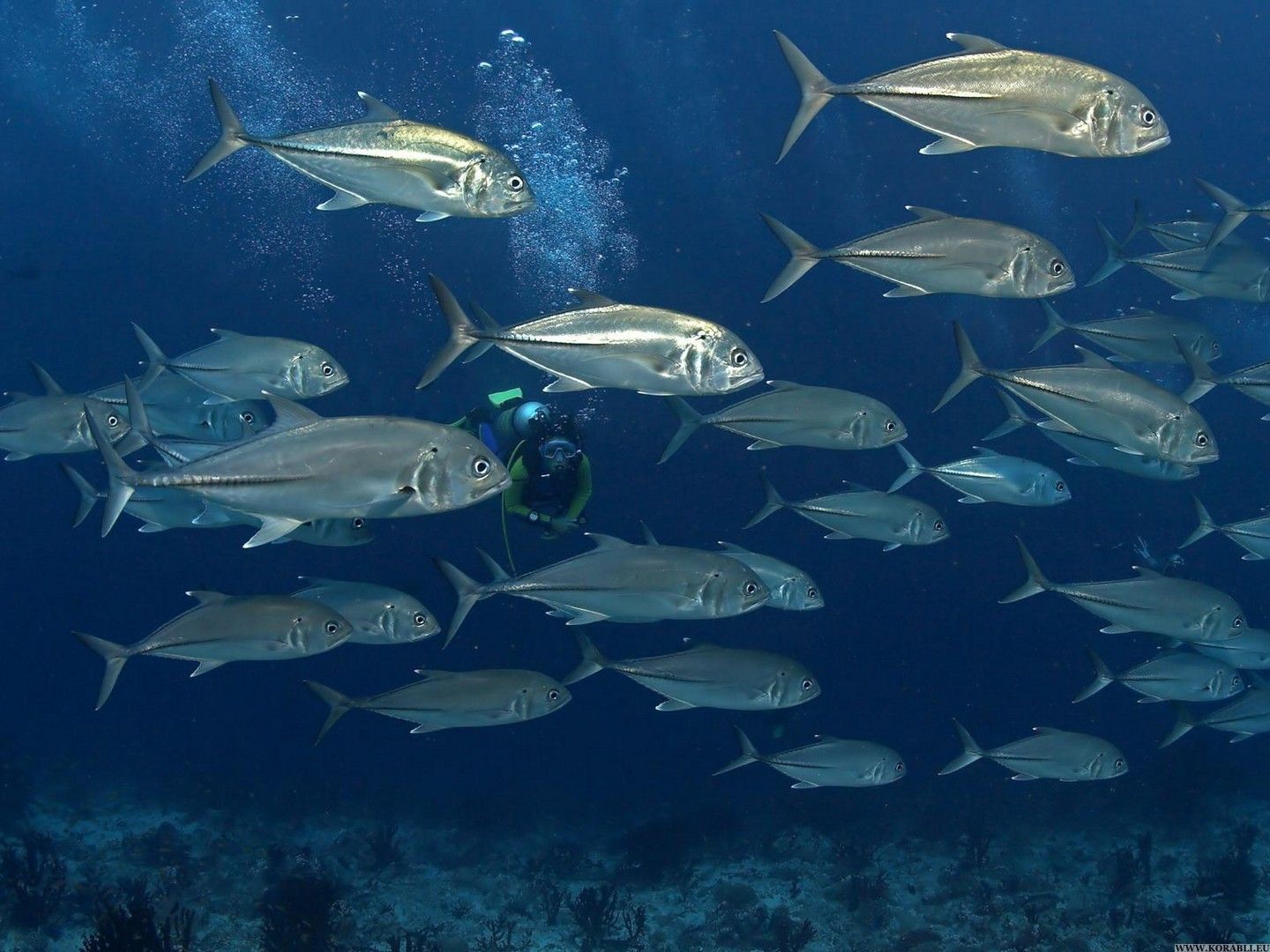 tuna wallpaper free. Underwater world, Animals, Animal wallpaper