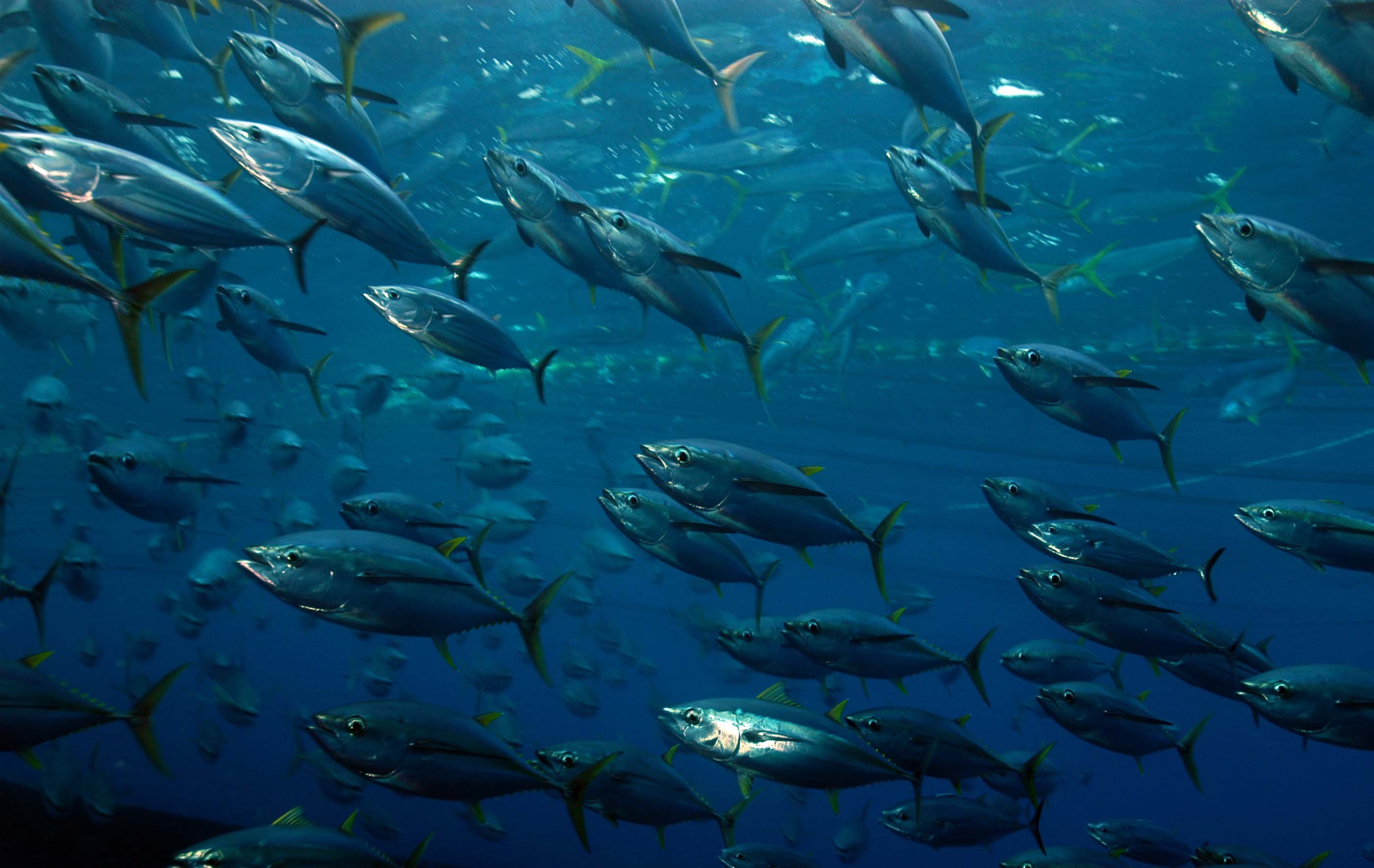 tuna, Ocean, Sea, Underwater, Fish, Fishes Wallpaper HD / Desktop and Mobile Background