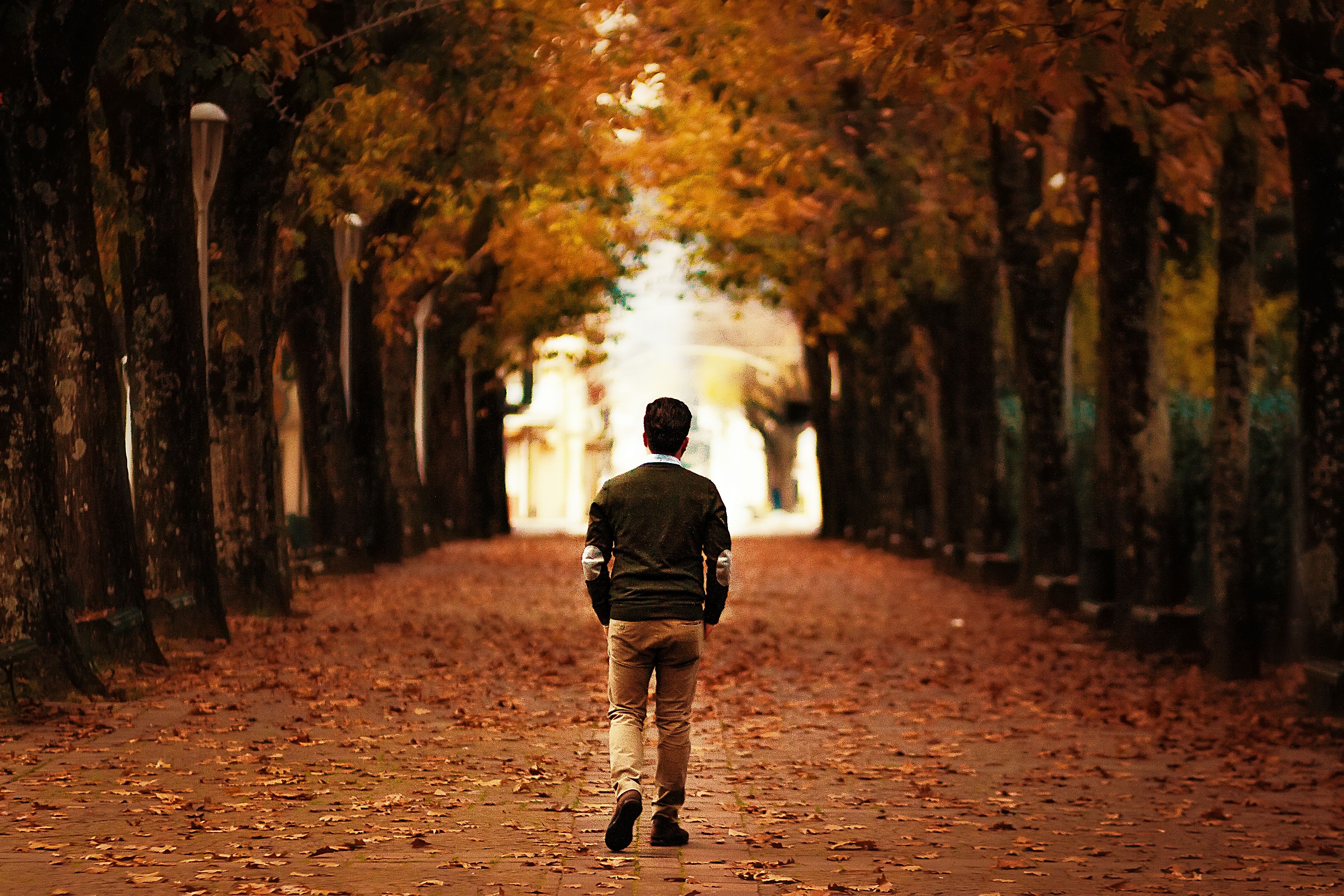 Wallpaper, sunlight, forest, people, street, nature, evening, morning, walking, perspective, tree, autumn, leaf, season, fotoamatorigioiesi 3504x2336