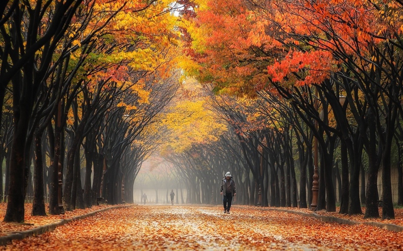 nature landscape colorful leaves street south korea park trees mist people fall tunnel wallpaper