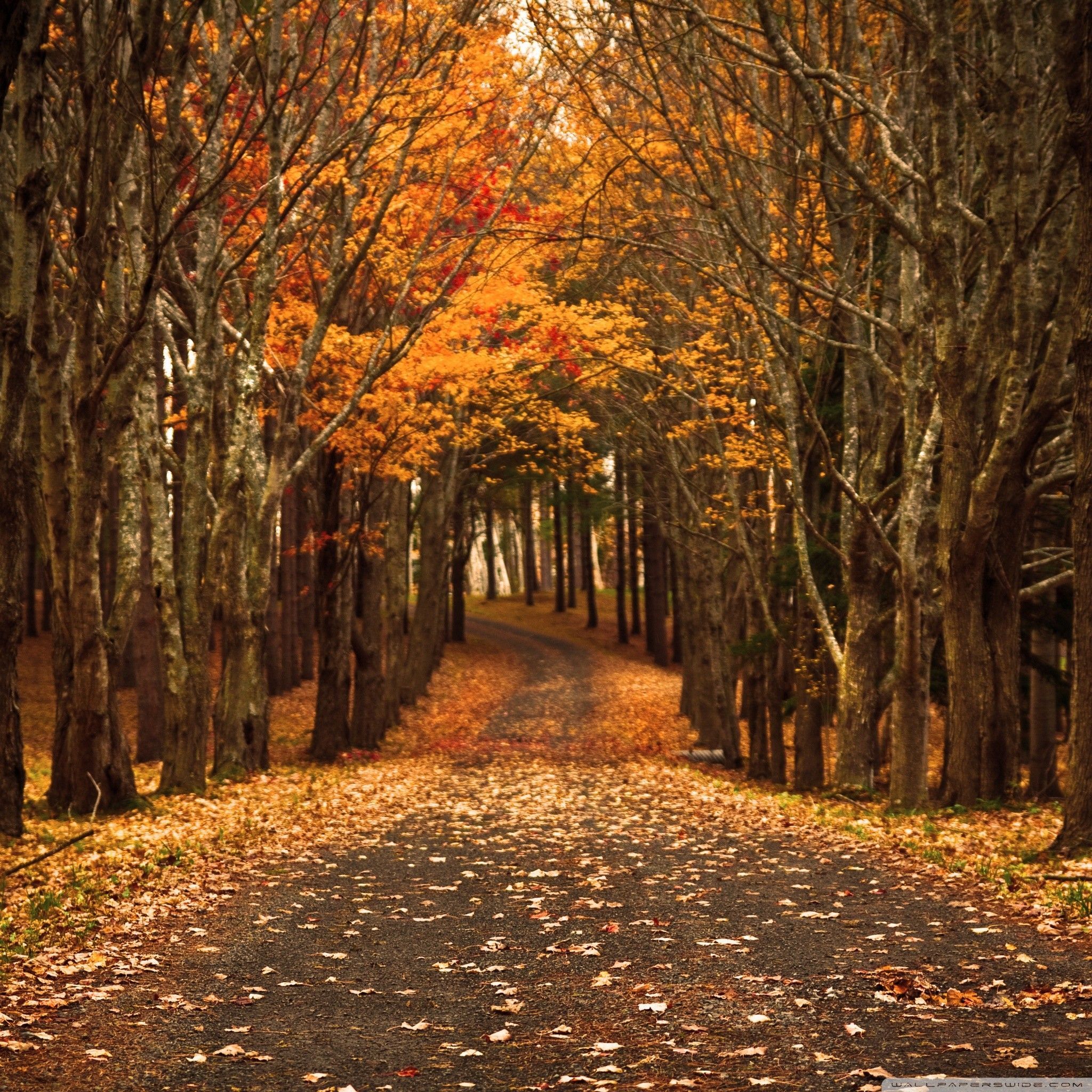 Beautiful Fall Wallpaper, HD Beautiful Fall Background on WallpaperBat