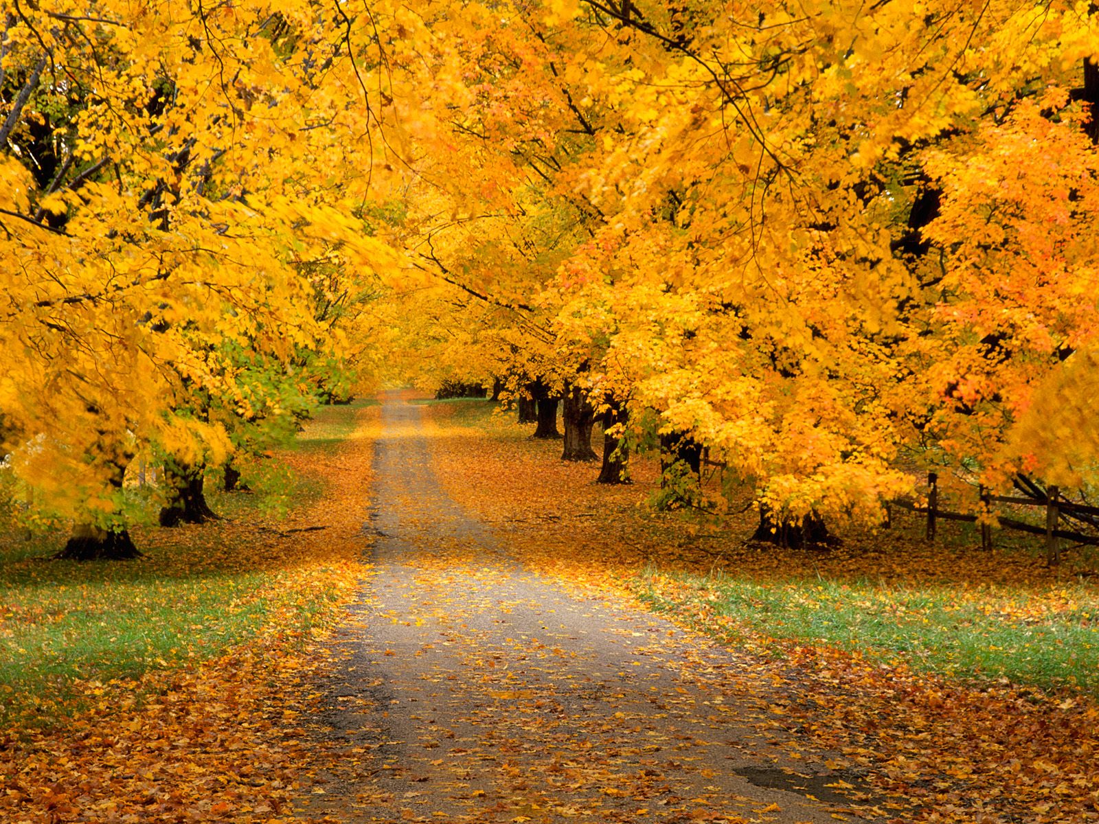Autumn HD Wallpaper