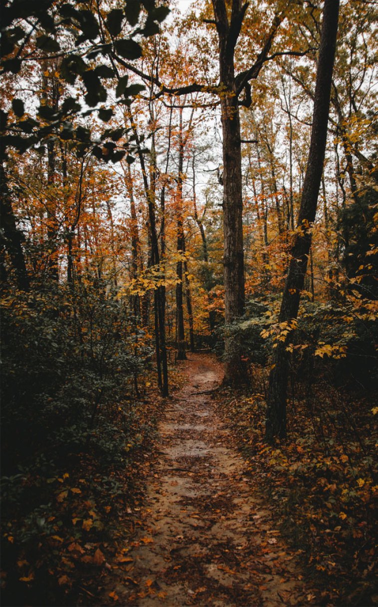 Gorgeous autumn colour Wallpaper
