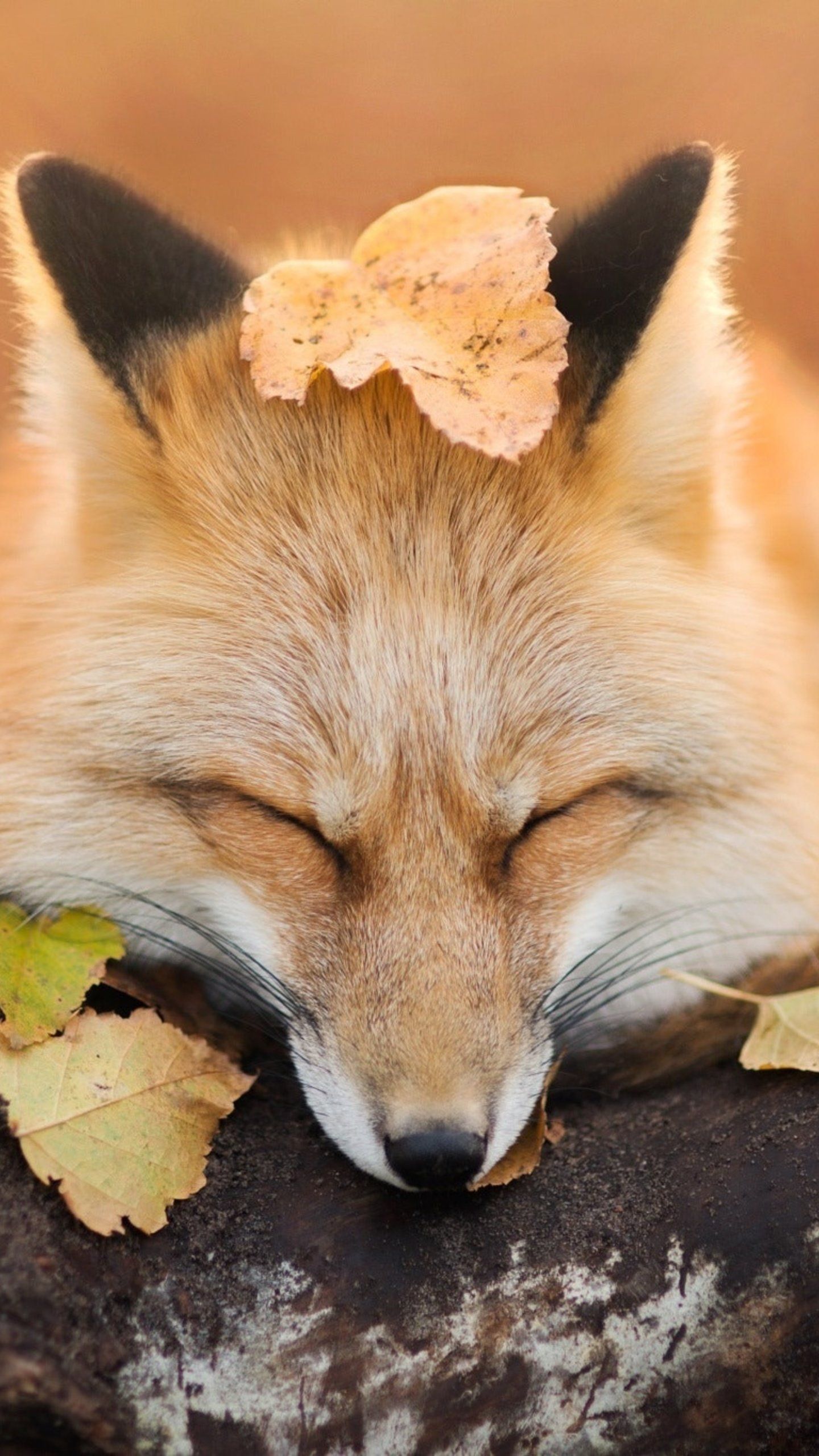 Fox Close Eyes, HD Animals Wallpaper Photo and Picture. Animal wallpaper, Animals, Fox picture