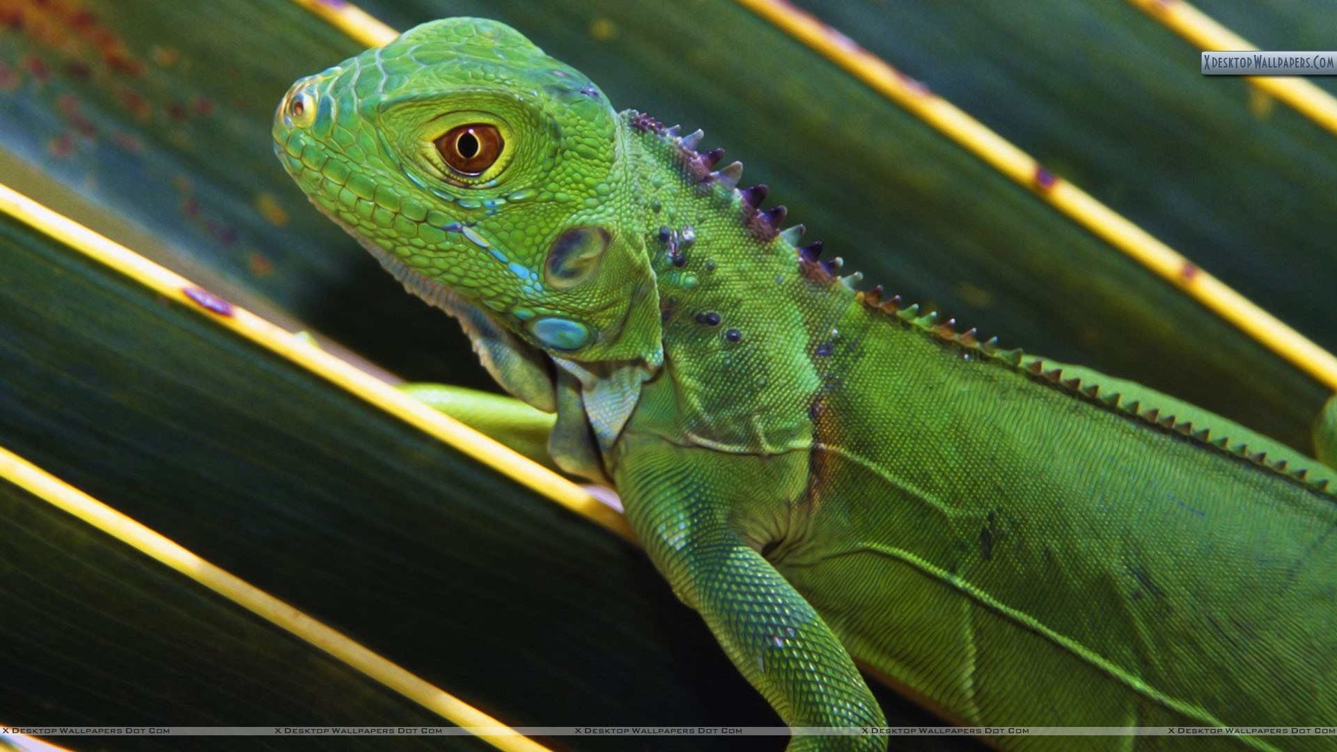 Baby Green Iguana Wallpaper
