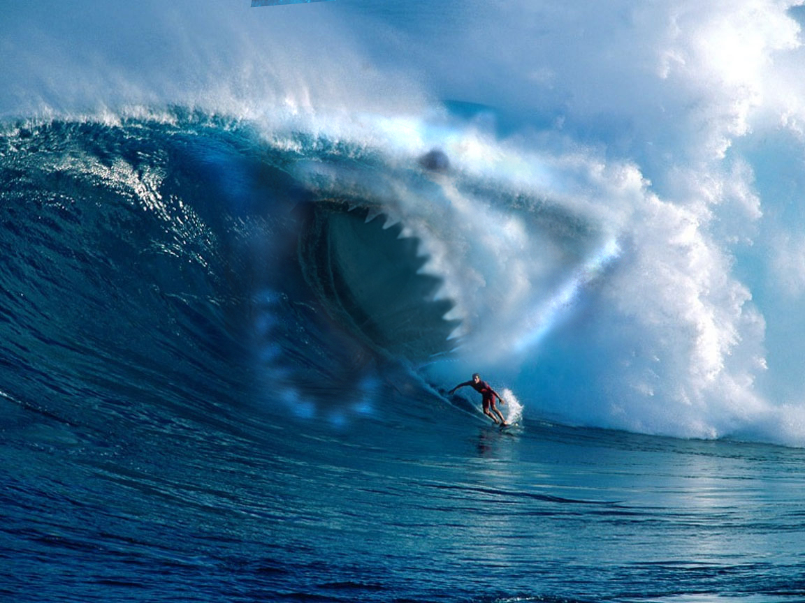 Free download Great White Shark Megalodon Wallpaper Gallery with Surfer Sharks [1152x864] for your Desktop, Mobile & Tablet. Explore Free Shark Wallpaper Great White. Great White Shark Wallpaper, Free