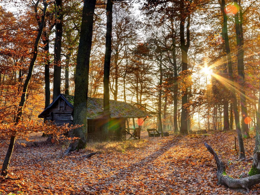 Download wallpaper 1024x768 forest, house, trees, autumn, light, october, falling leaves standard 4:3 HD background