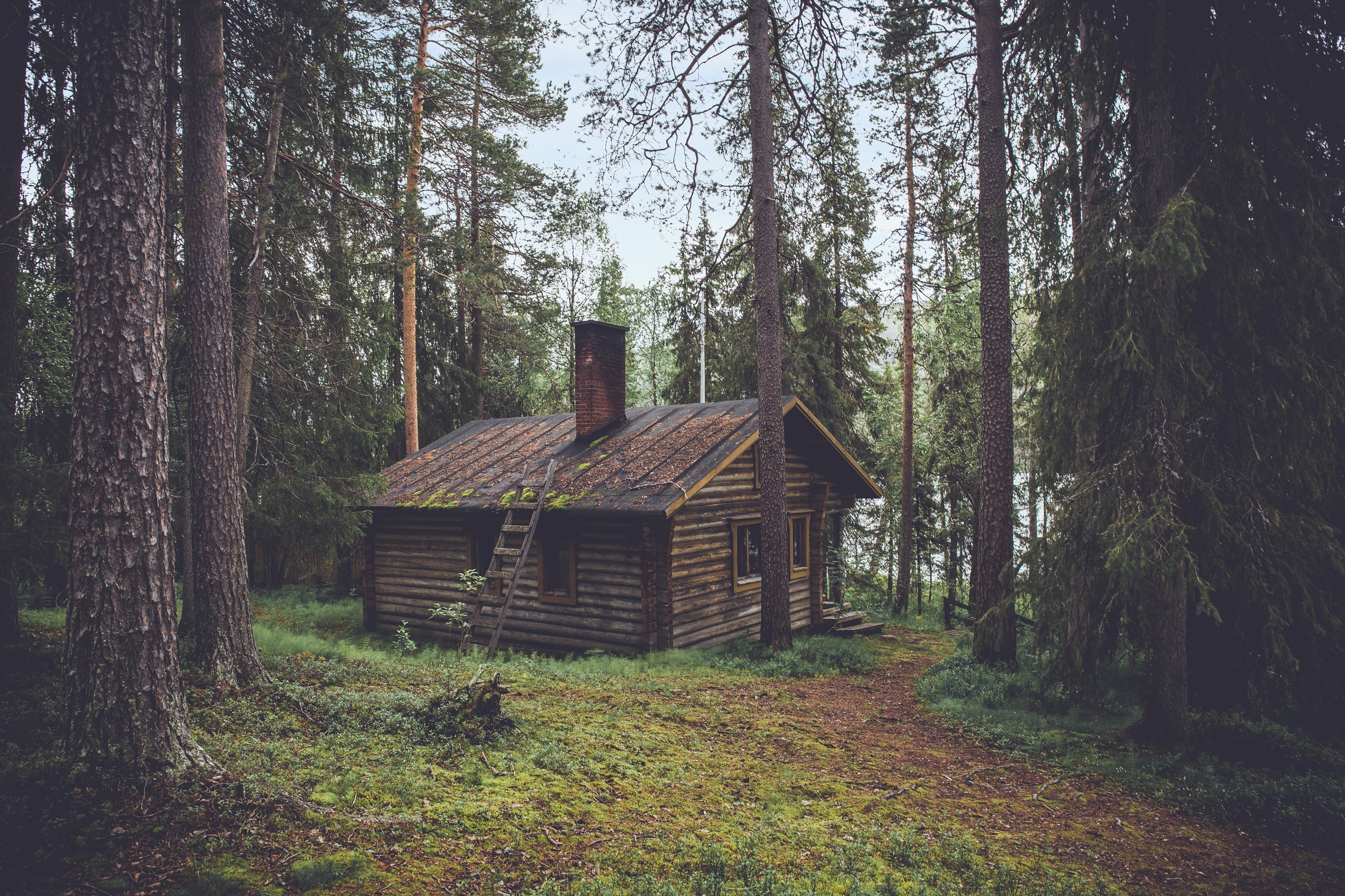 Wallpaper, forest, nature, building, wood, house, summer, hut, wilderness, jungle, cottage, shack, tree, autumn, woodland, rural area, habitat, natural environment, log cabin 3000x2000