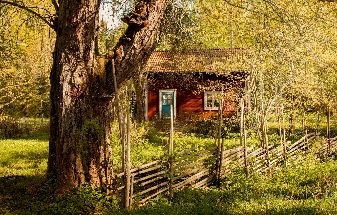 Wallpaper forest, summer, light, branches, comfort, tree, mood, thickets, the fence, spring, house, beautiful image for desktop, section пейзажи