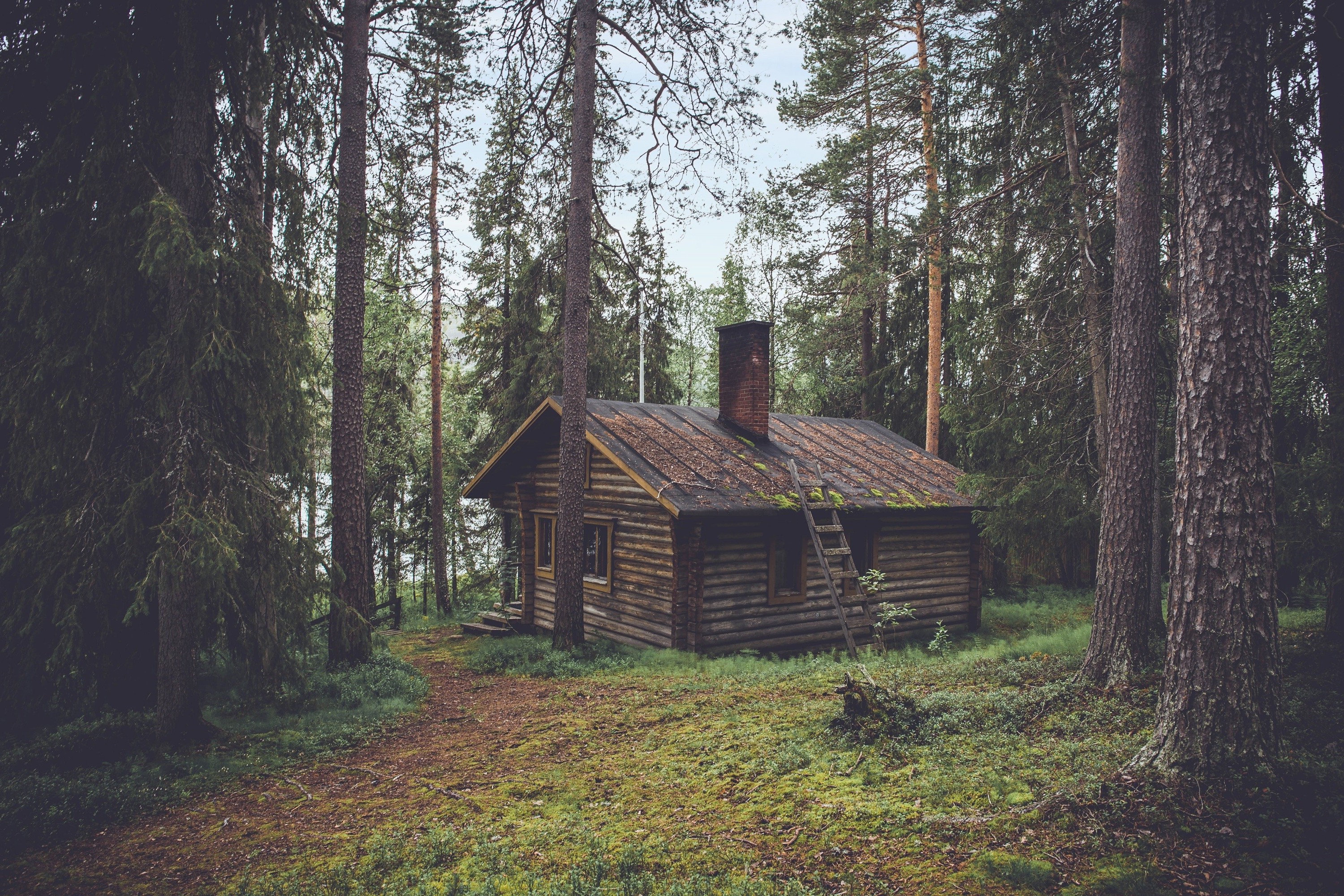 wood house wallpaper in forest