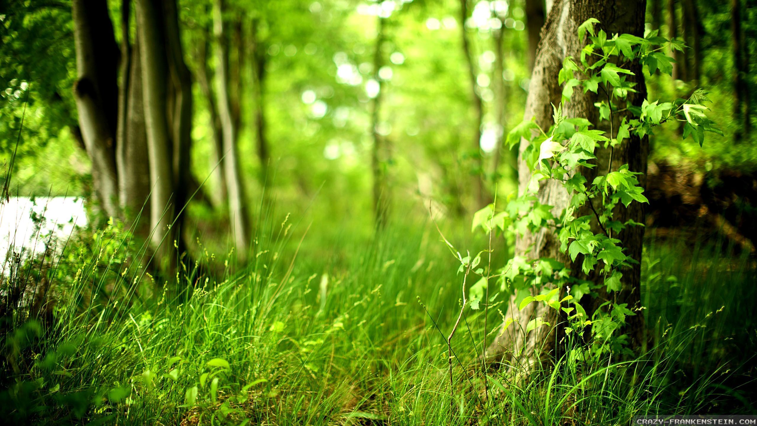 Summer Forest wallpaper 2