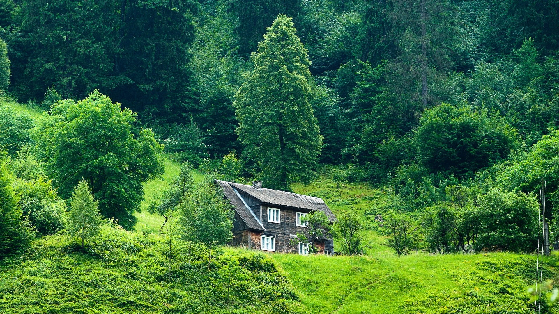 The house, forest, summer, grass, solitude. picture, photo, desktop wallpaper