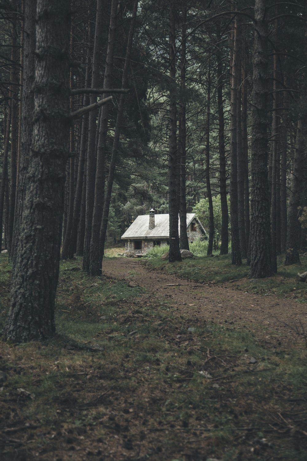 House In The Forest Picture. Download Free Image