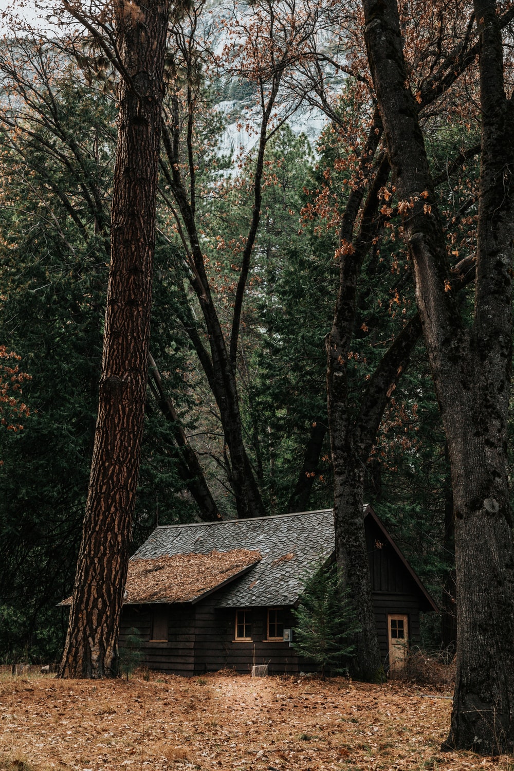 Forest Cottage Picture. Download Free Image