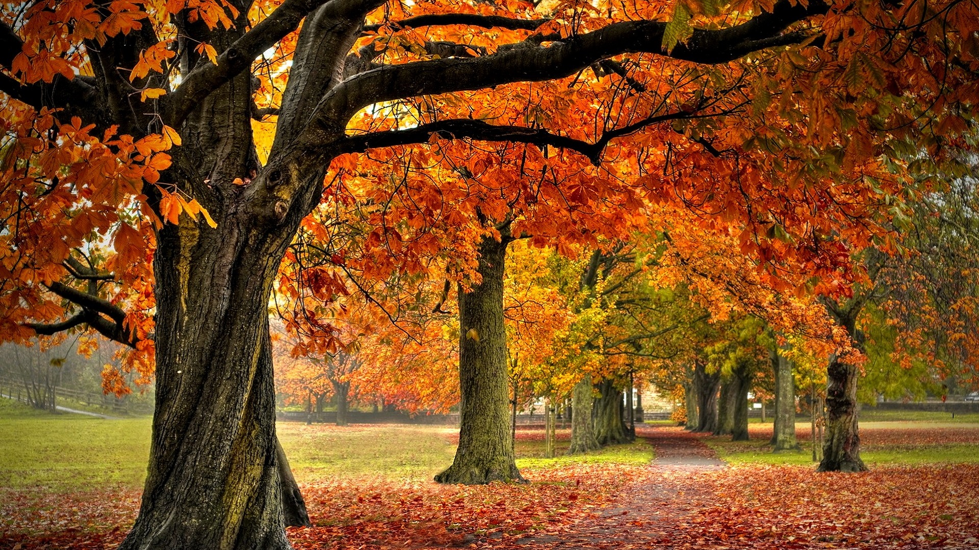 New Autumn Forest Hqfx Wallpaper HD Wallpaper