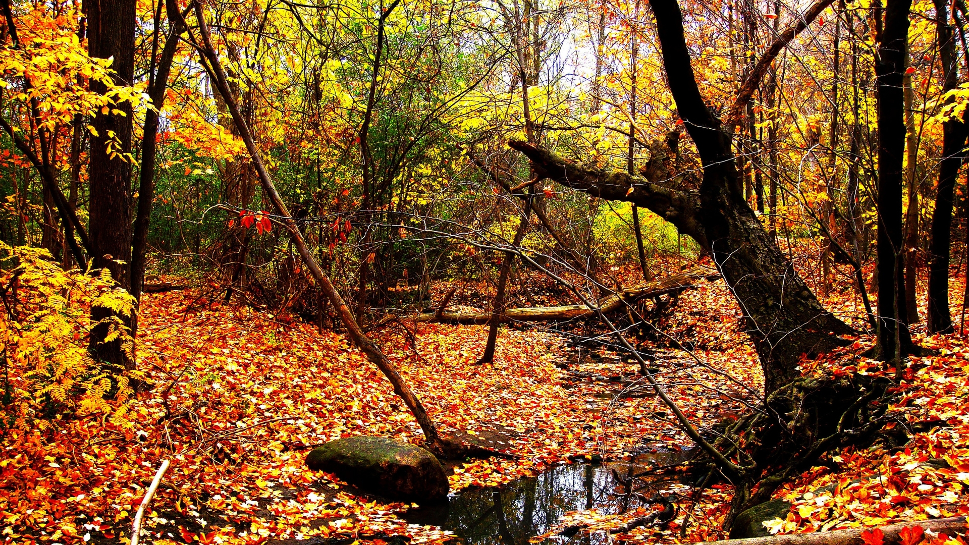 Autumn Forest Out Of This World HD Heavenly Wallpaper Free HD